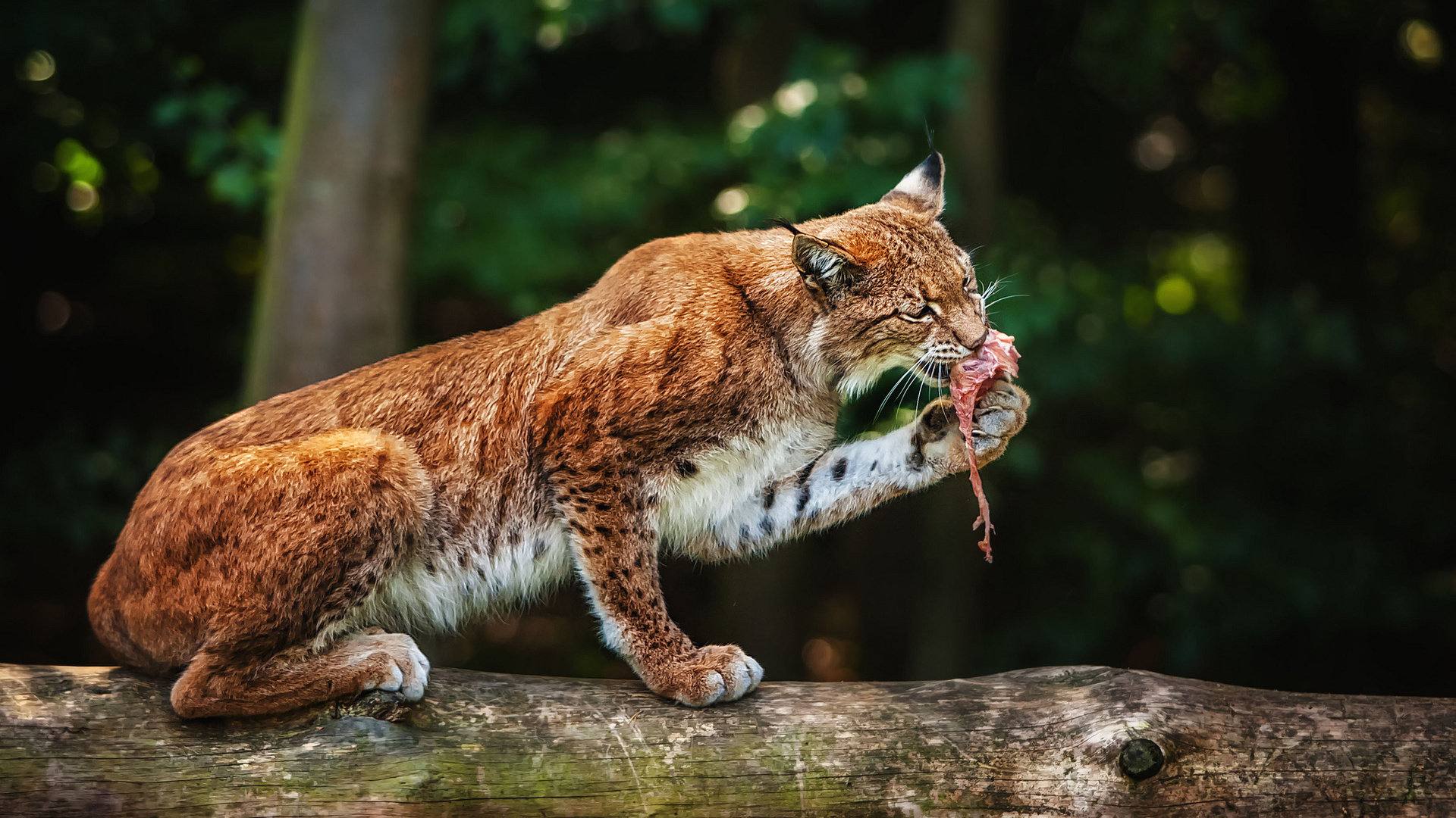 Awesome Lynx free wallpaper ID:105834 for full hd PC