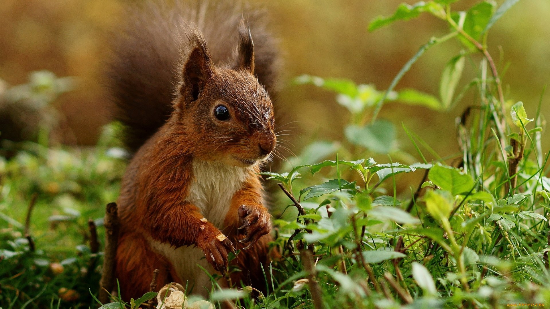 Awesome Squirrel free background ID:311700 for full hd PC