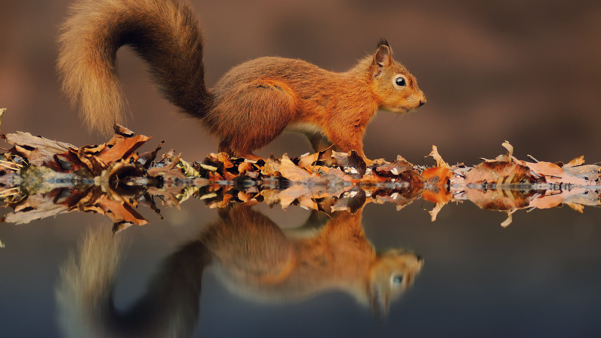 Awesome Squirrel free wallpaper ID:311699 for full hd 1080p PC