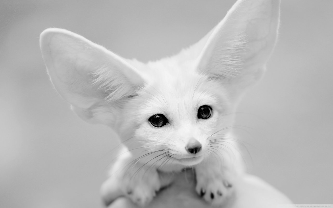 Free download Fennec Fox background ID:137666 hd 1280x800 for computer