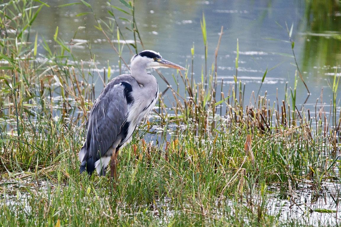 Awesome Heron free background ID:253366 for hd 1152x768 computer