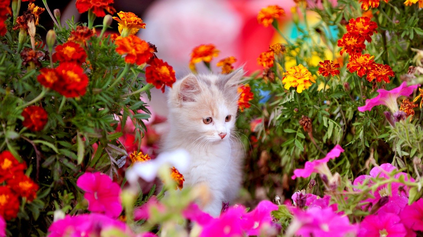 High resolution Kitten laptop background ID:429596 for computer