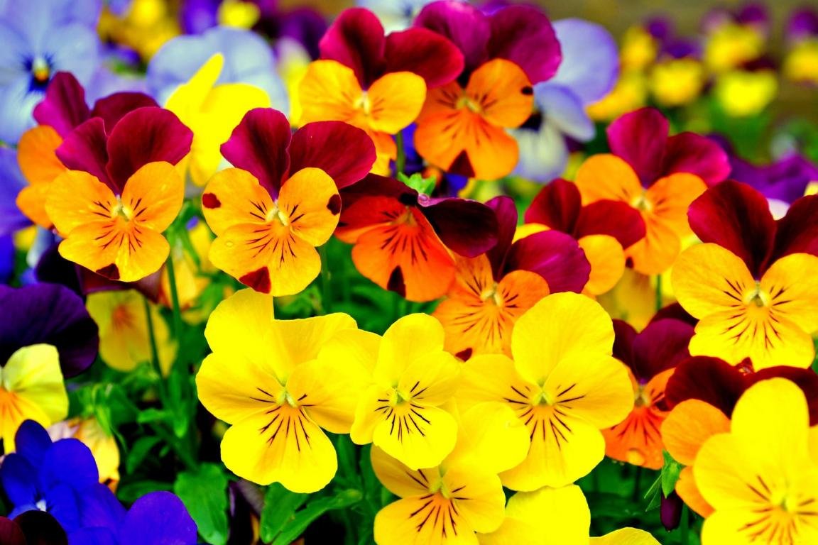 High resolution Pansy hd 1152x768 background ID:163611 for computer