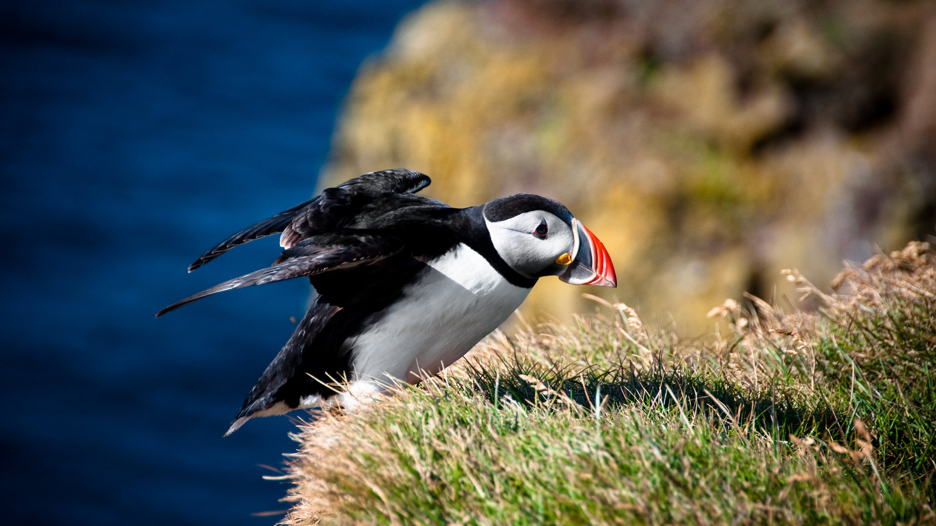 Awesome Puffin free background ID:193200 for full hd 1080p PC