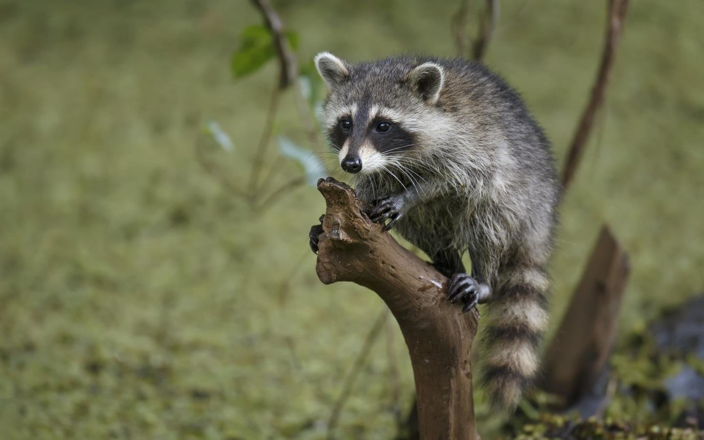 Awesome Raccoon free wallpaper ID:185490 for hd 1440x900 PC
