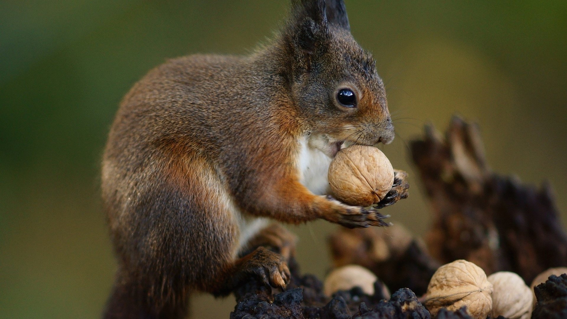 Awesome Squirrel free background ID:311695 for hd 1080p computer