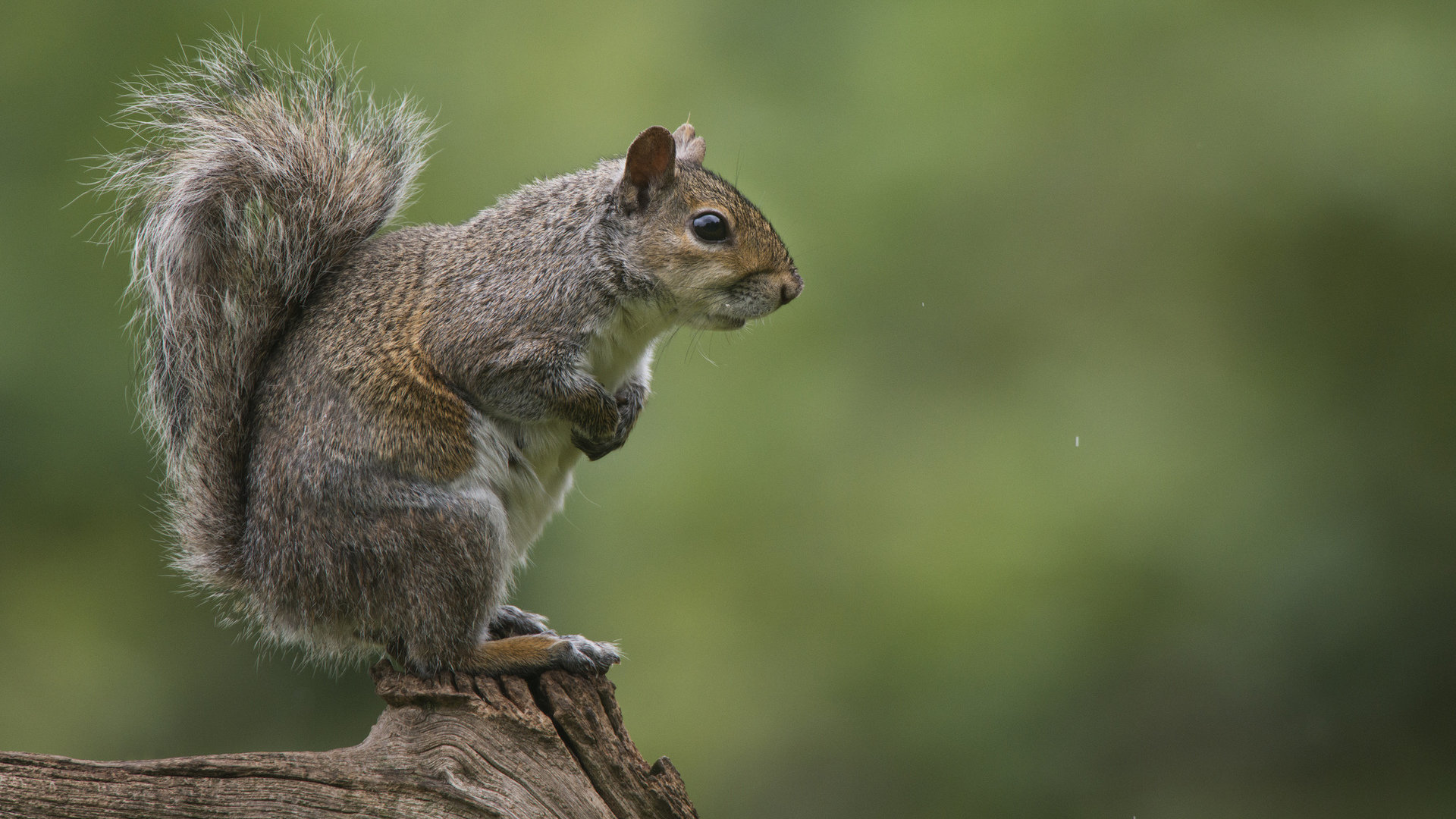 Free download Squirrel wallpaper ID:311697 full hd 1920x1080 for computer