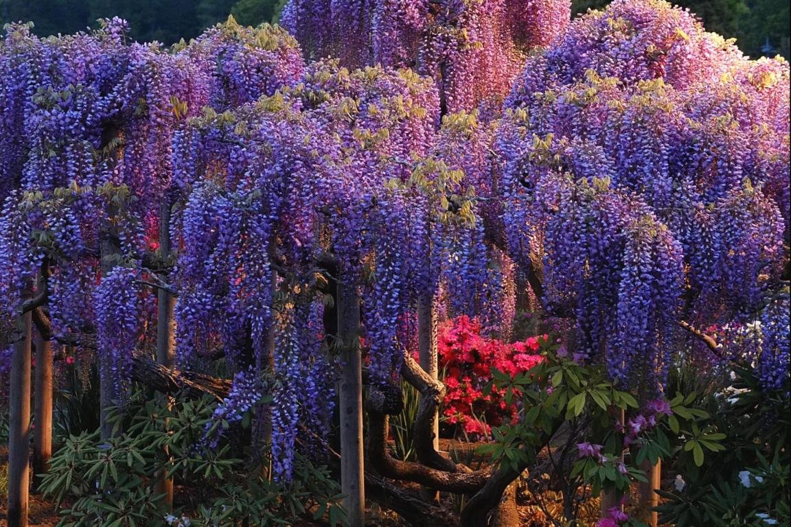 Download hd 1152x768 Wisteria computer wallpaper ID:255024 for free