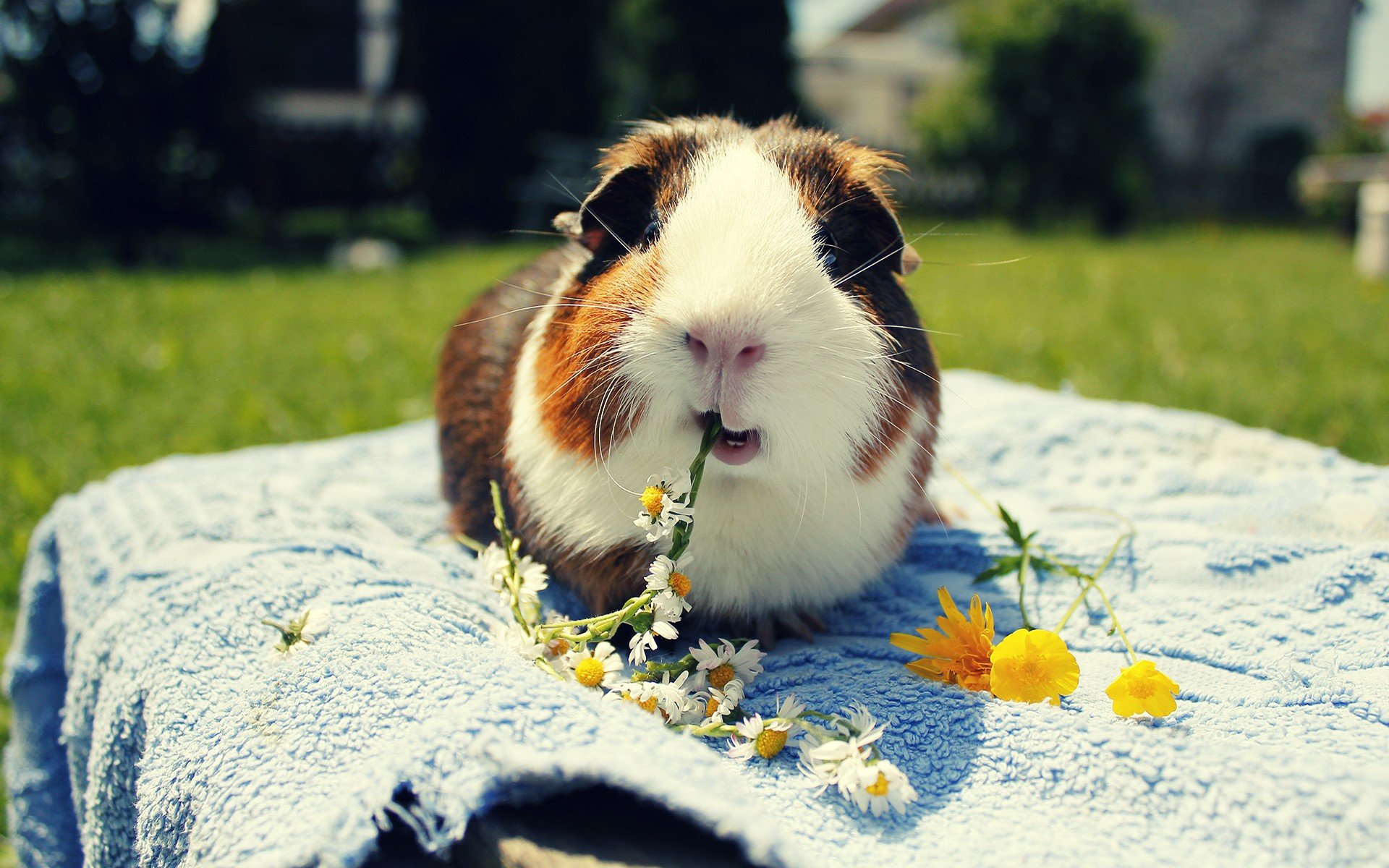 Awesome Guinea Pig free background ID:270960 for hd 1920x1200 PC