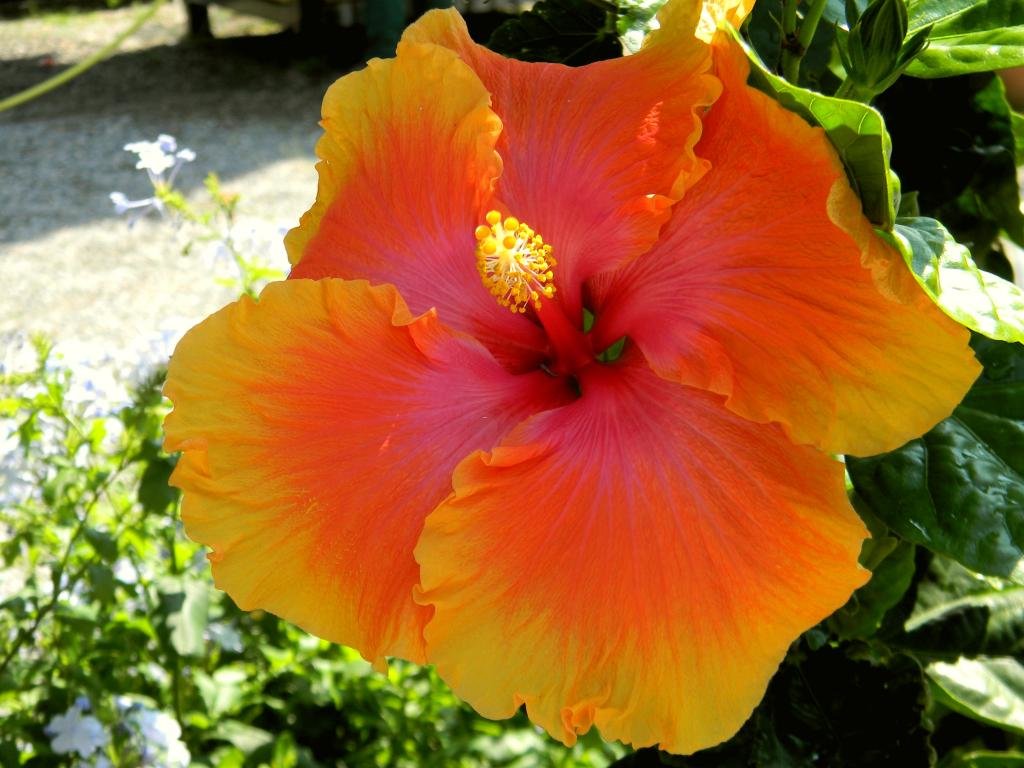 Awesome Hibiscus free background ID:24463 for hd 1024x768 PC