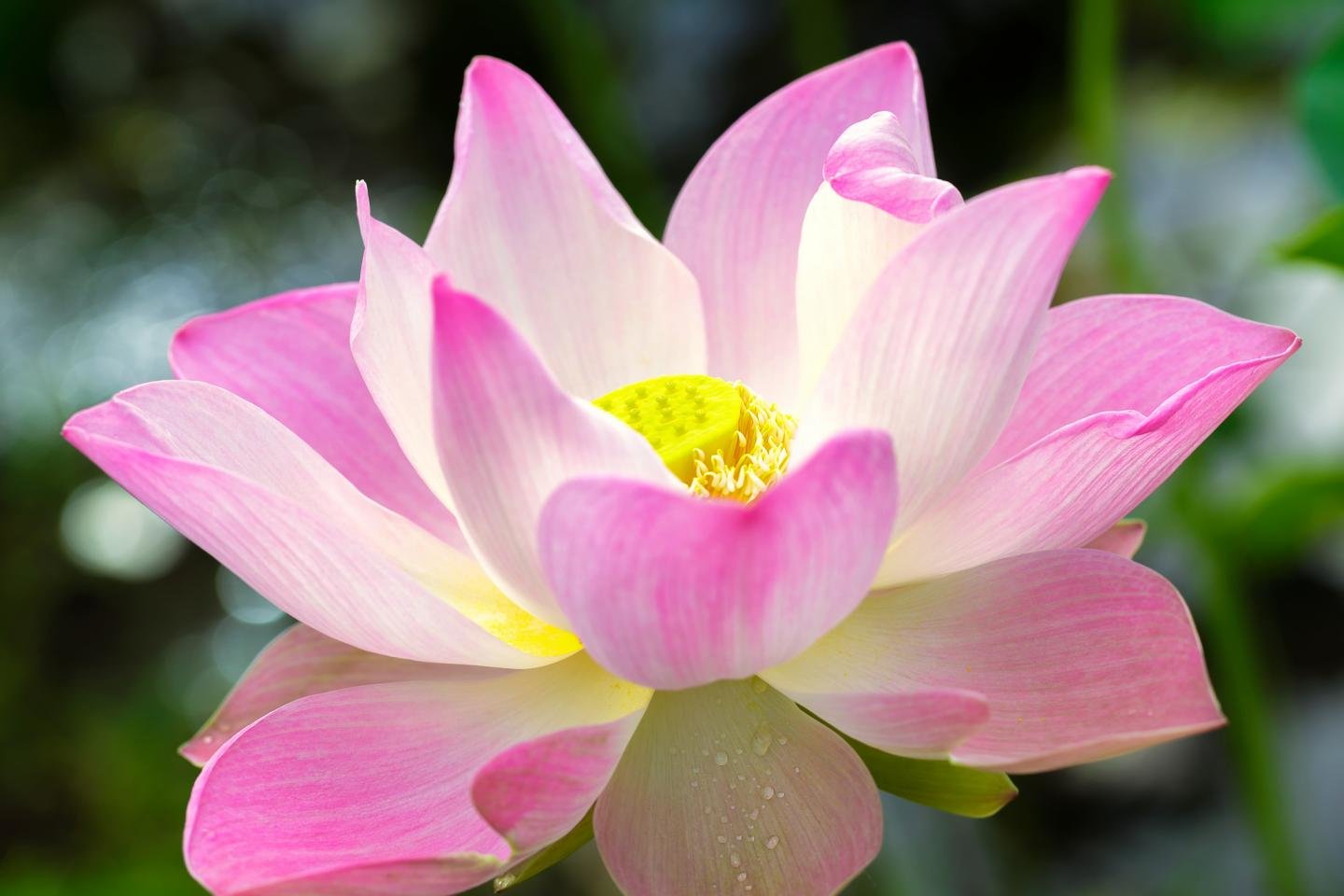 Download hd 1440x960 Lotus flower desktop wallpaper ID:48420 for free