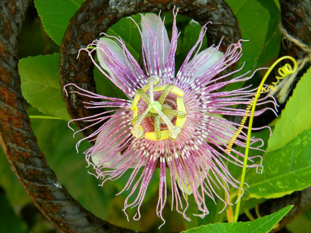 Download hd 1024x768 Passion Flower computer wallpaper ID:401247 for free