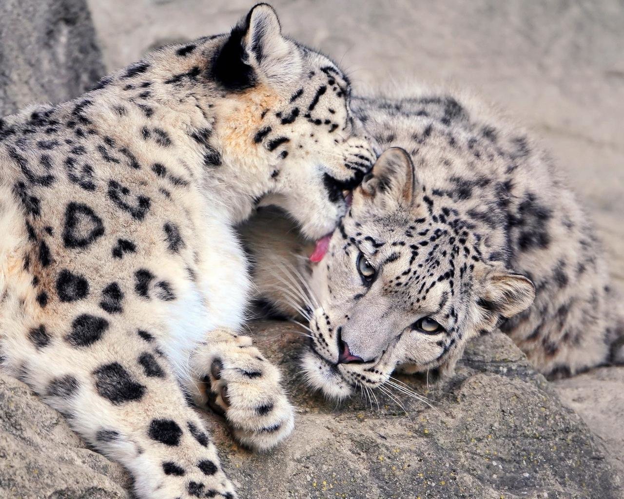 Free download Snow Leopard wallpaper ID:34406 hd 1280x1024 for desktop