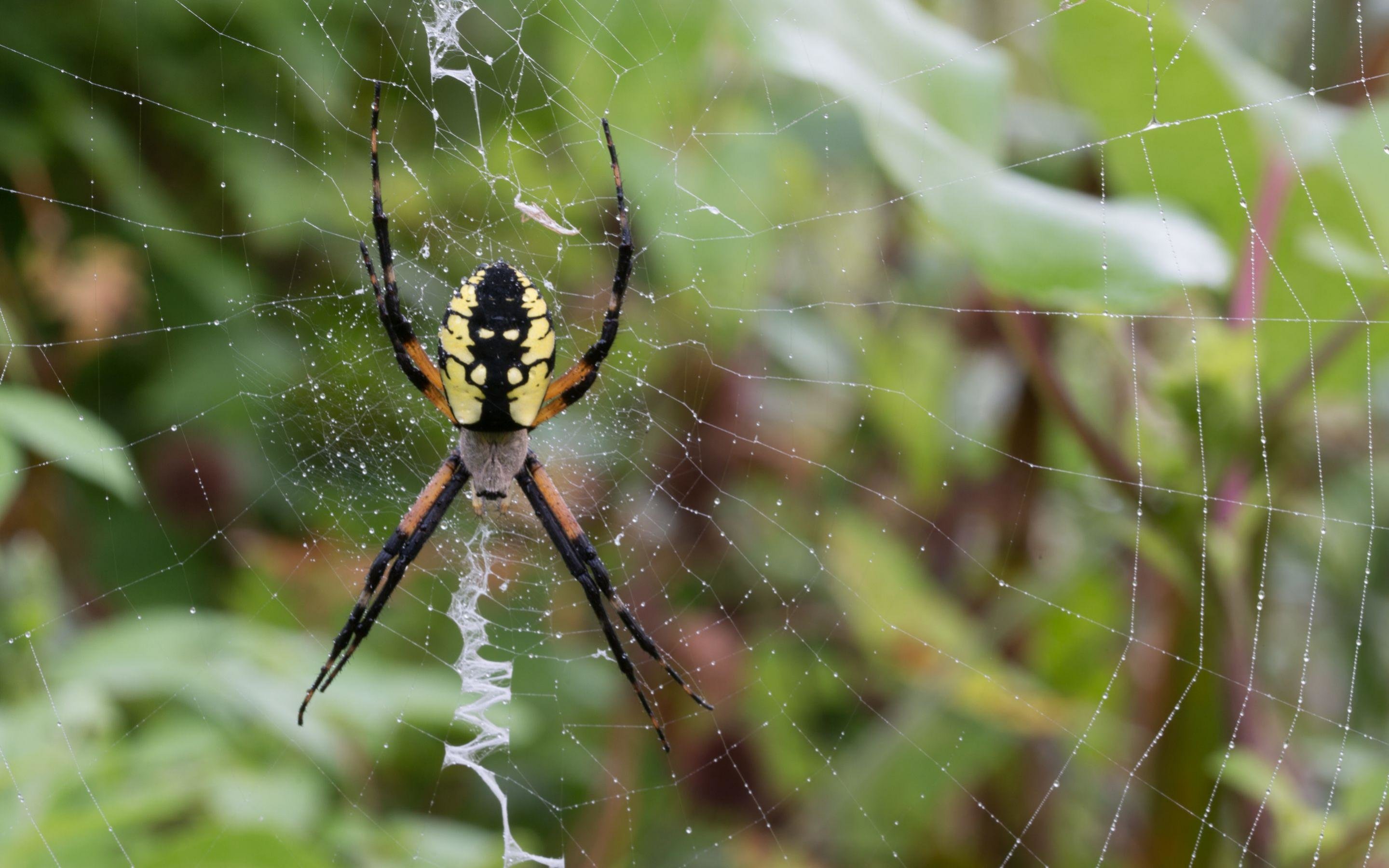 Free Spider high quality wallpaper ID:22253 for hd 2880x1800 desktop