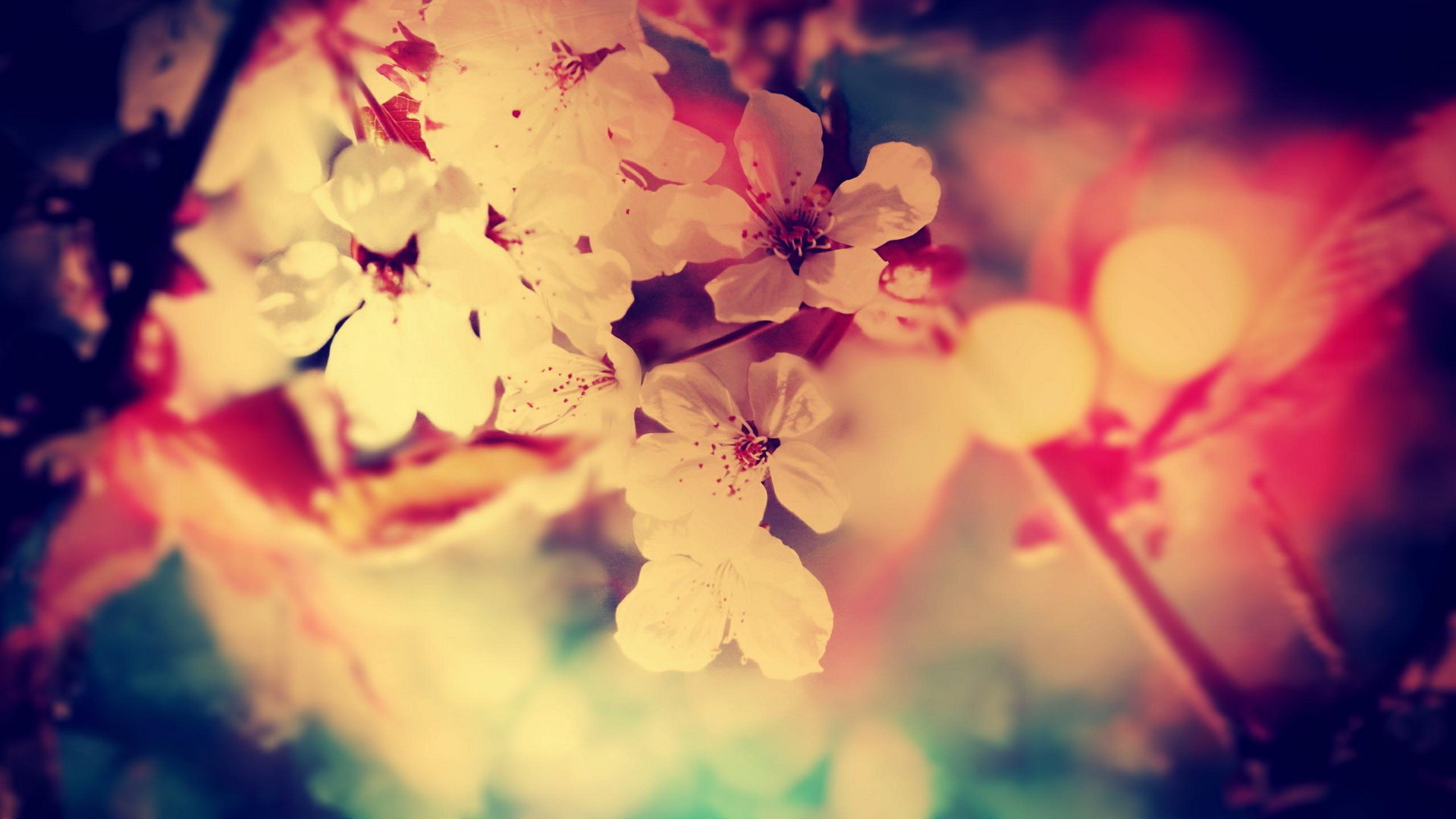 High resolution Blossom hd 1080p wallpaper ID:333371 for PC