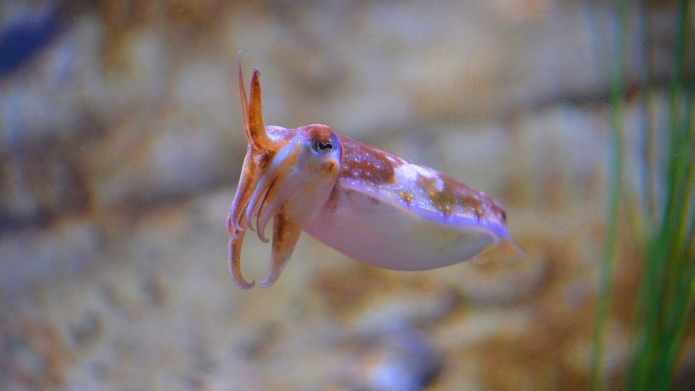 Download 1366x768 laptop Cuttlefish computer background ID:239830 for free