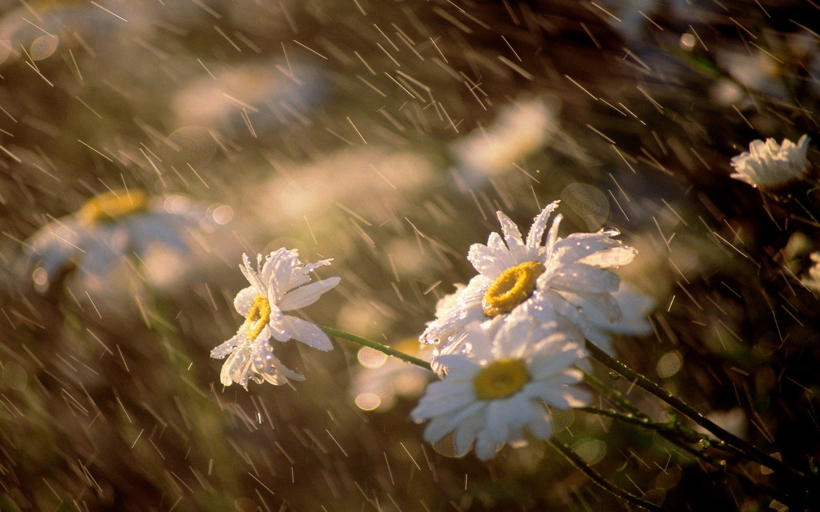 Free download Daisy background ID:363235 hd 1680x1050 for desktop