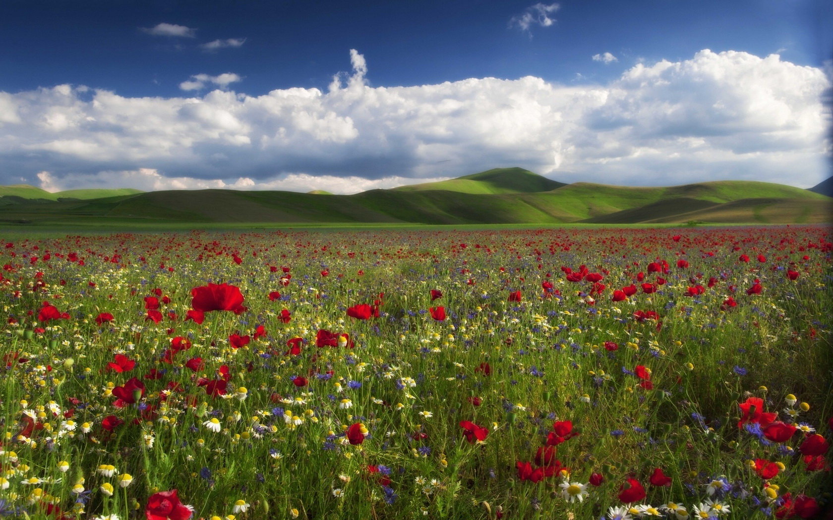 Best Poppy background ID:99913 for High Resolution hd 1680x1050 computer