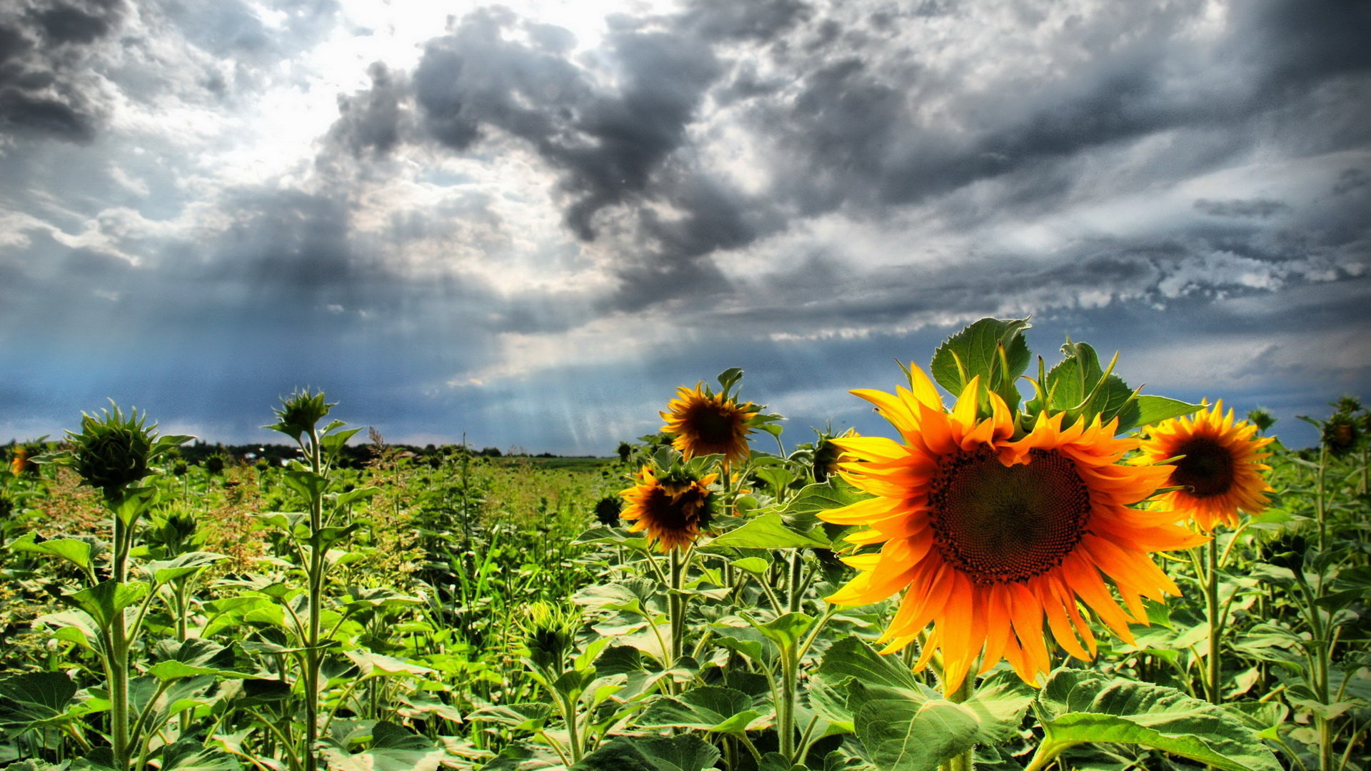 Download hd 1920x1080 Sunflower computer background ID:226422 for free