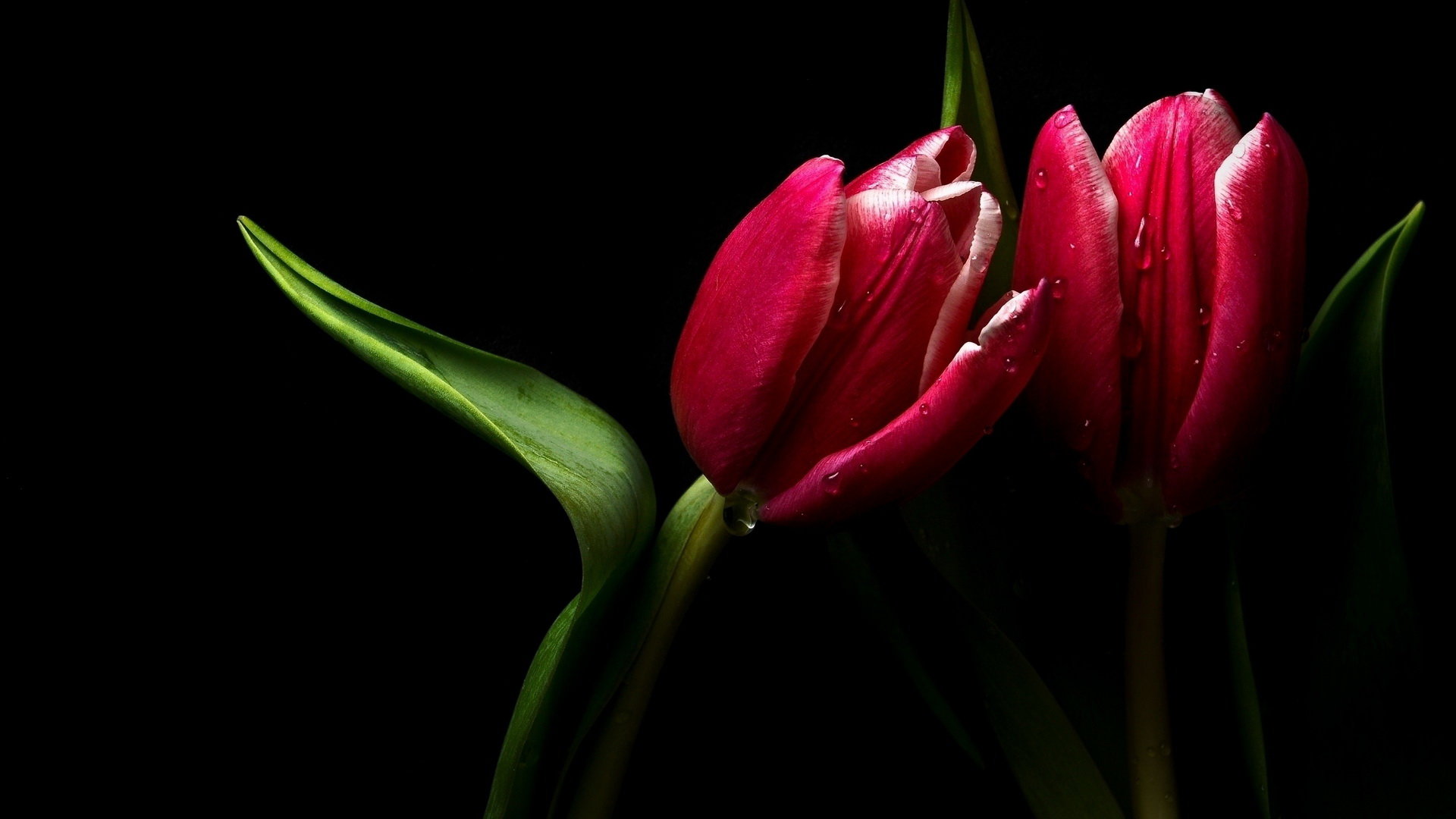 Free download Tulip wallpaper ID:157678 hd 1080p for PC