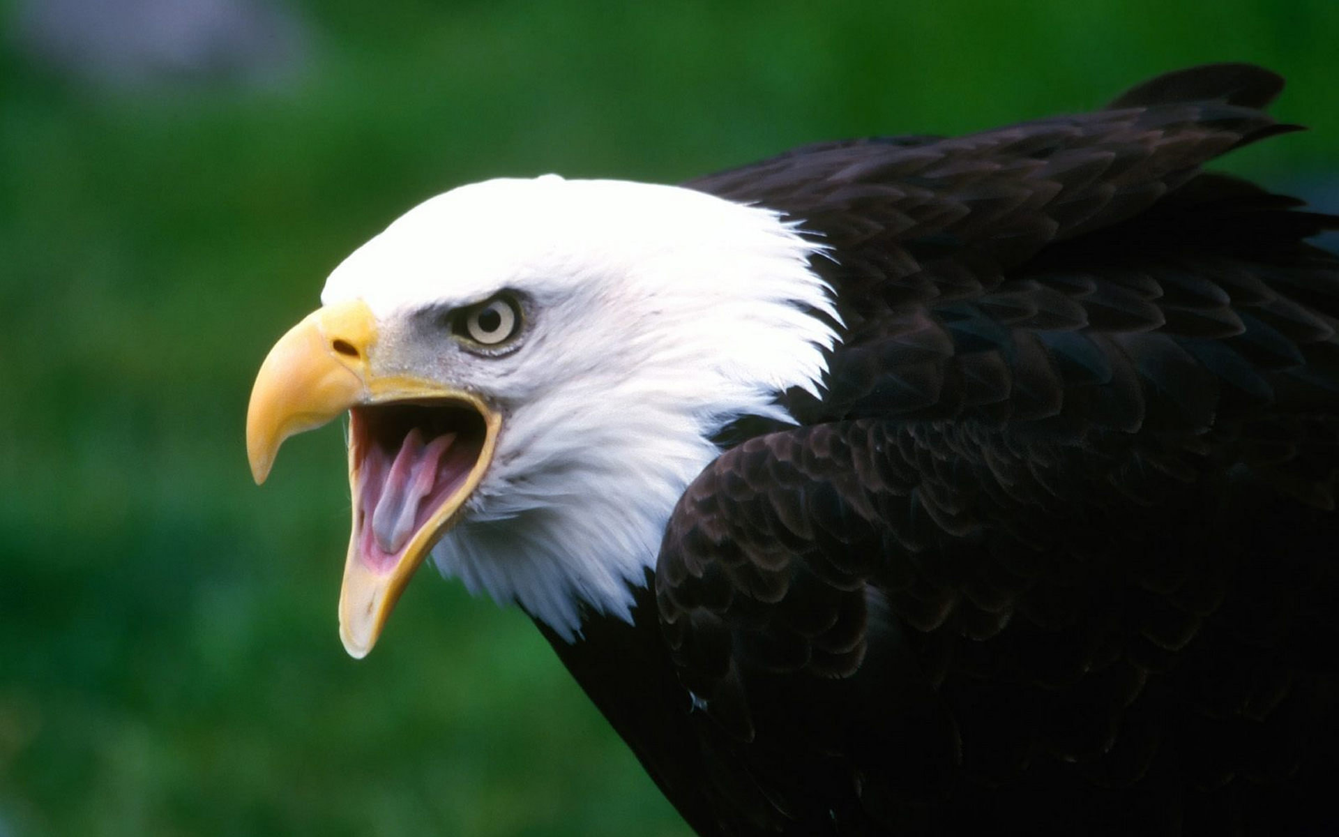 Free download American Bald Eagle wallpaper ID:68727 hd 1920x1200 for PC
