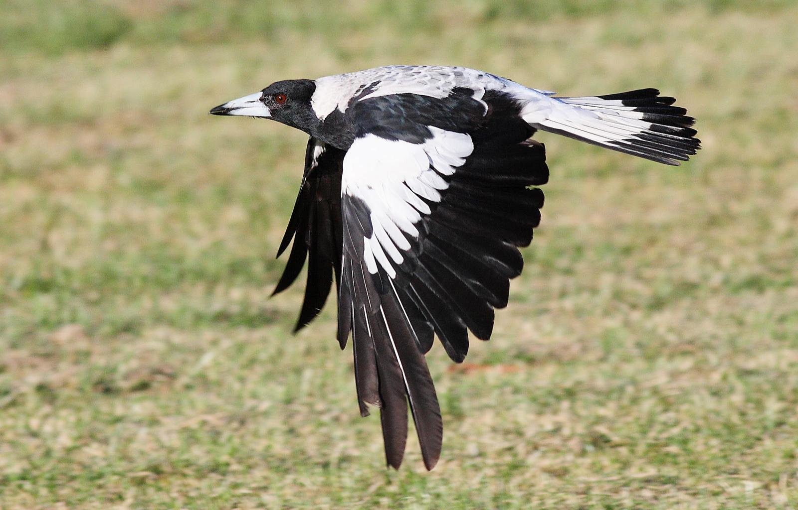Free download Magpie wallpaper ID:130330 hd 1600x1024 for desktop