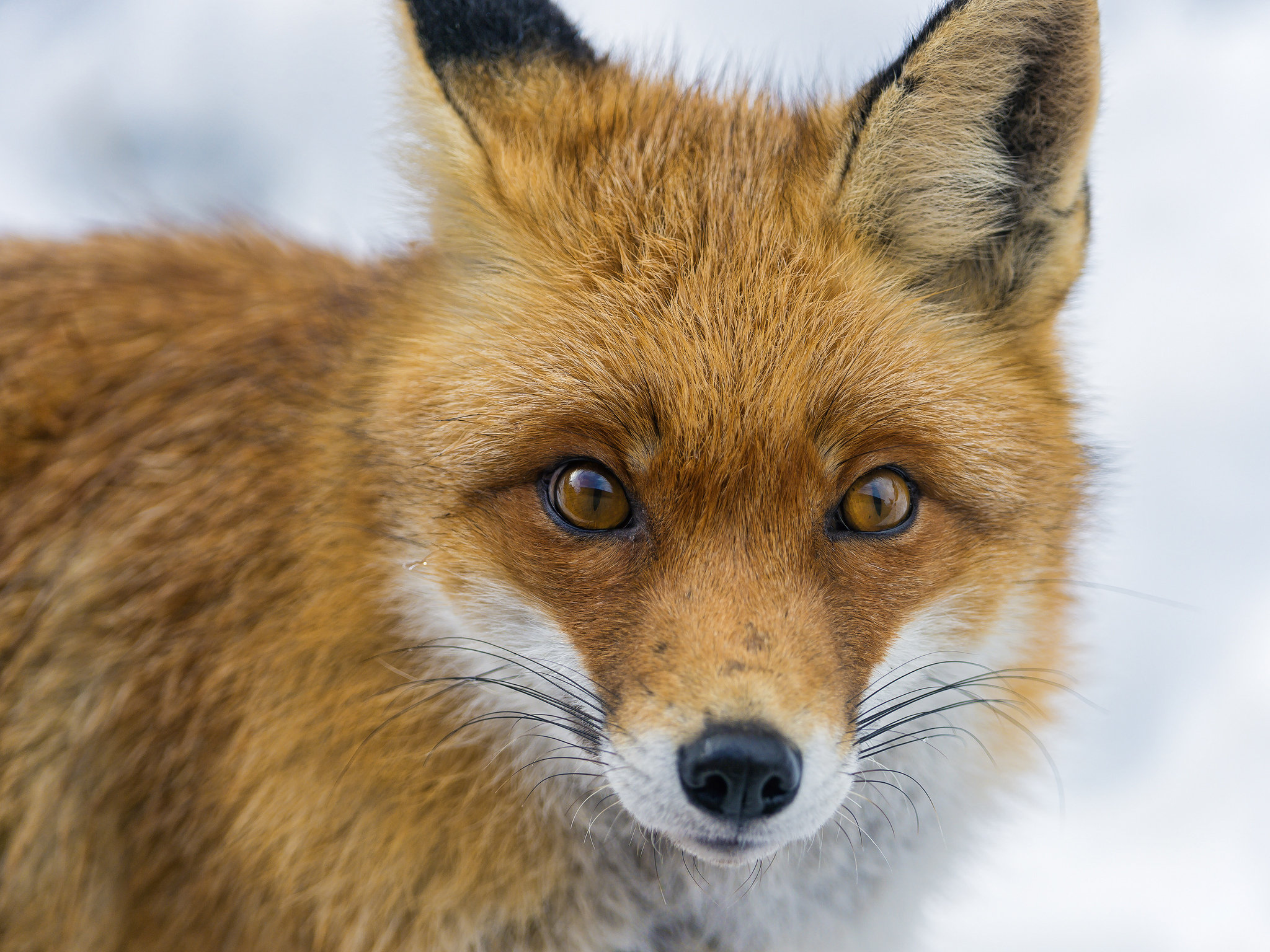 Free Fox high quality background ID:58579 for hd 2048x1536 computer