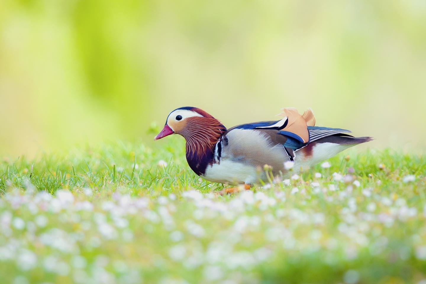 Awesome Mandarin Duck free wallpaper ID:100763 for hd 1440x960 PC