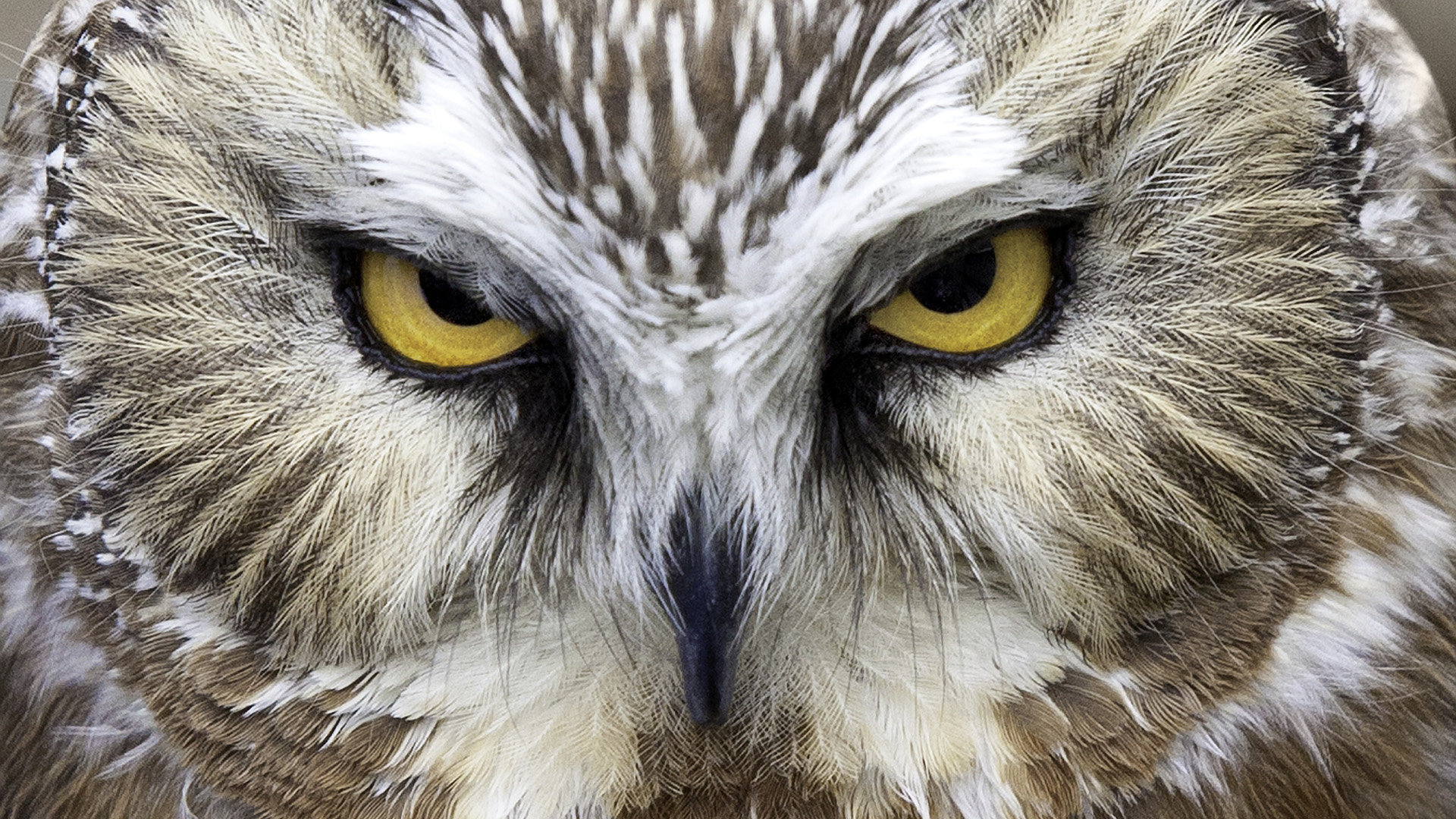 High resolution Owl full hd 1080p wallpaper ID:237369 for PC