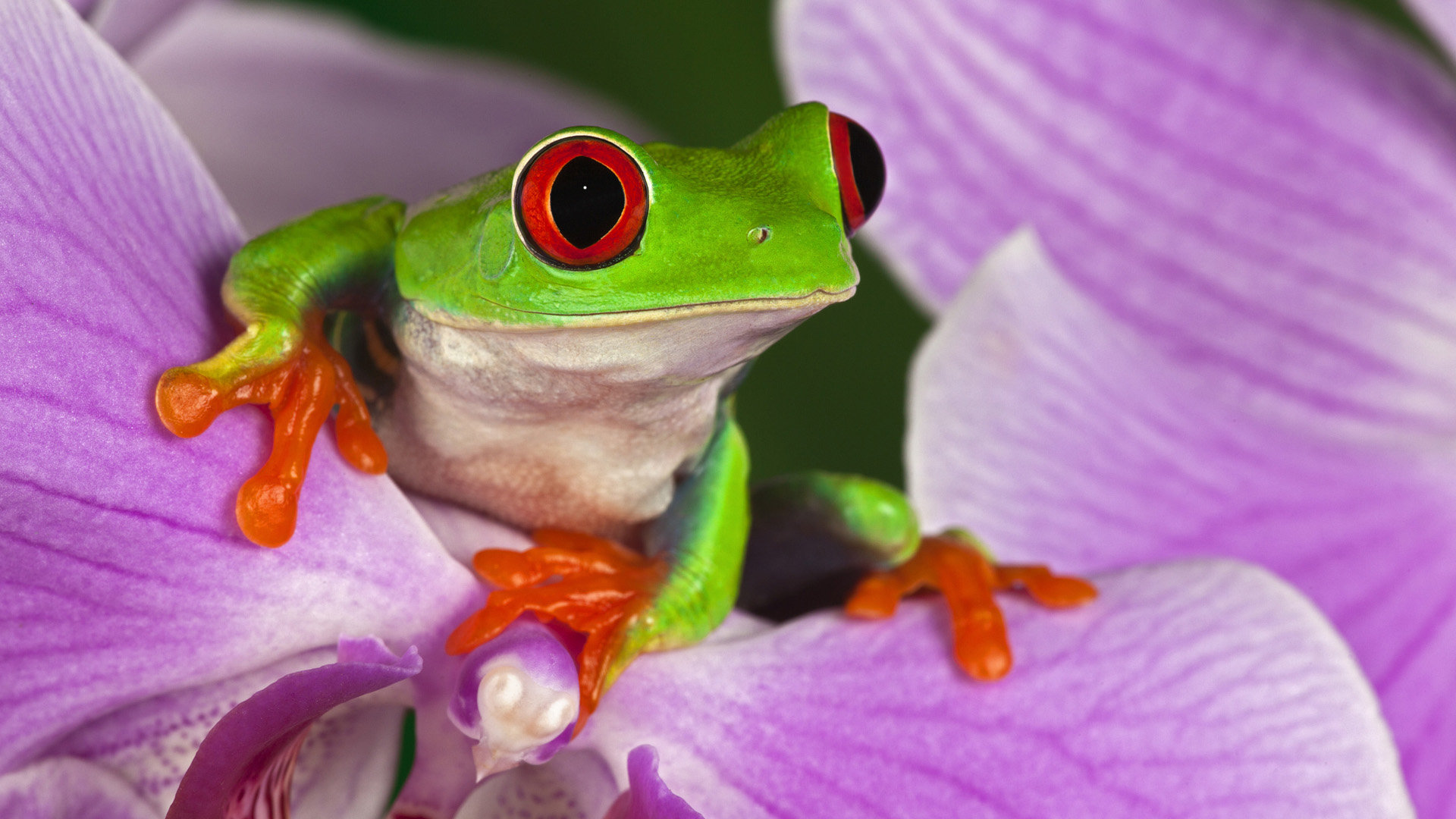 Free download Red Eyed Tree Frog background ID:20218 hd 1920x1080 for desktop
