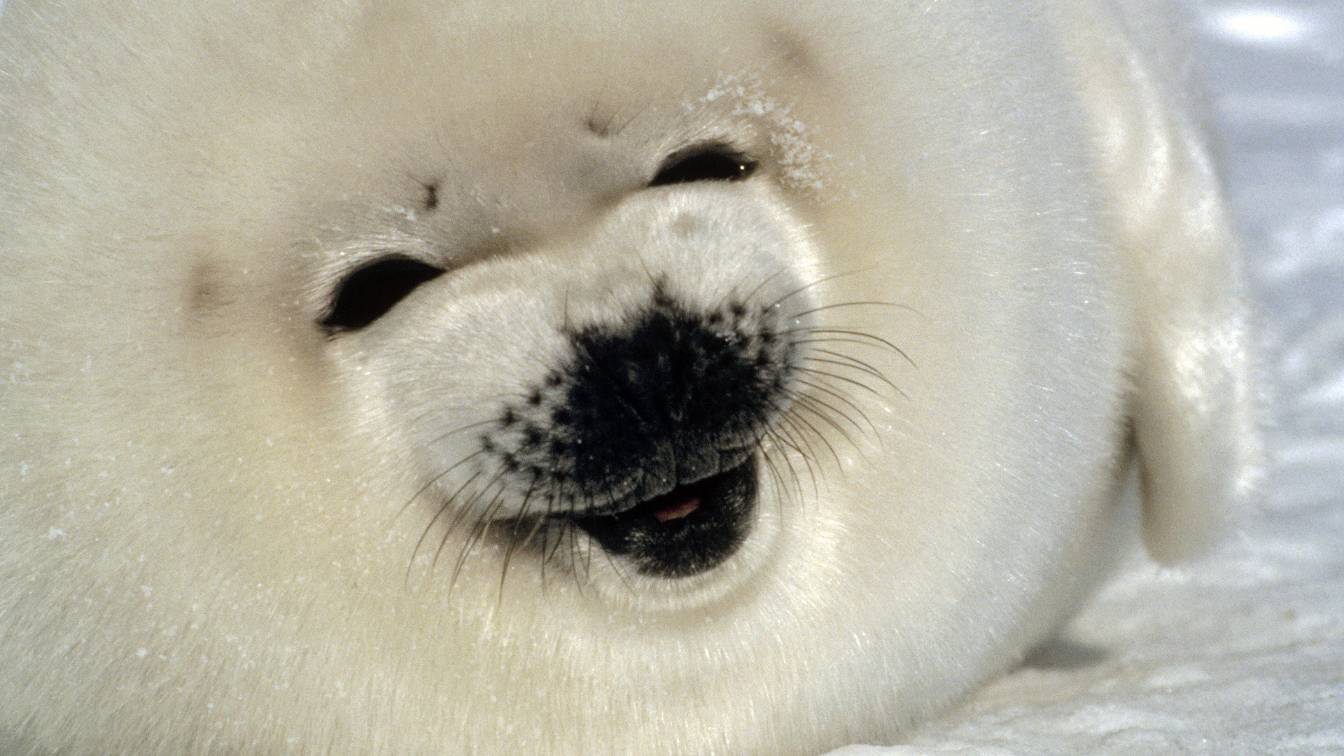 Best Seal background ID:183345 for High Resolution full hd 1920x1080 PC