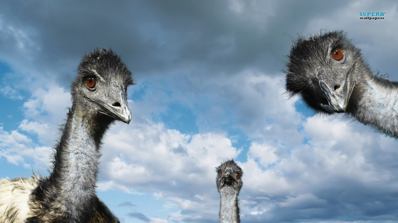 Best Emu background ID:391639 for High Resolution hd 1366x768 computer