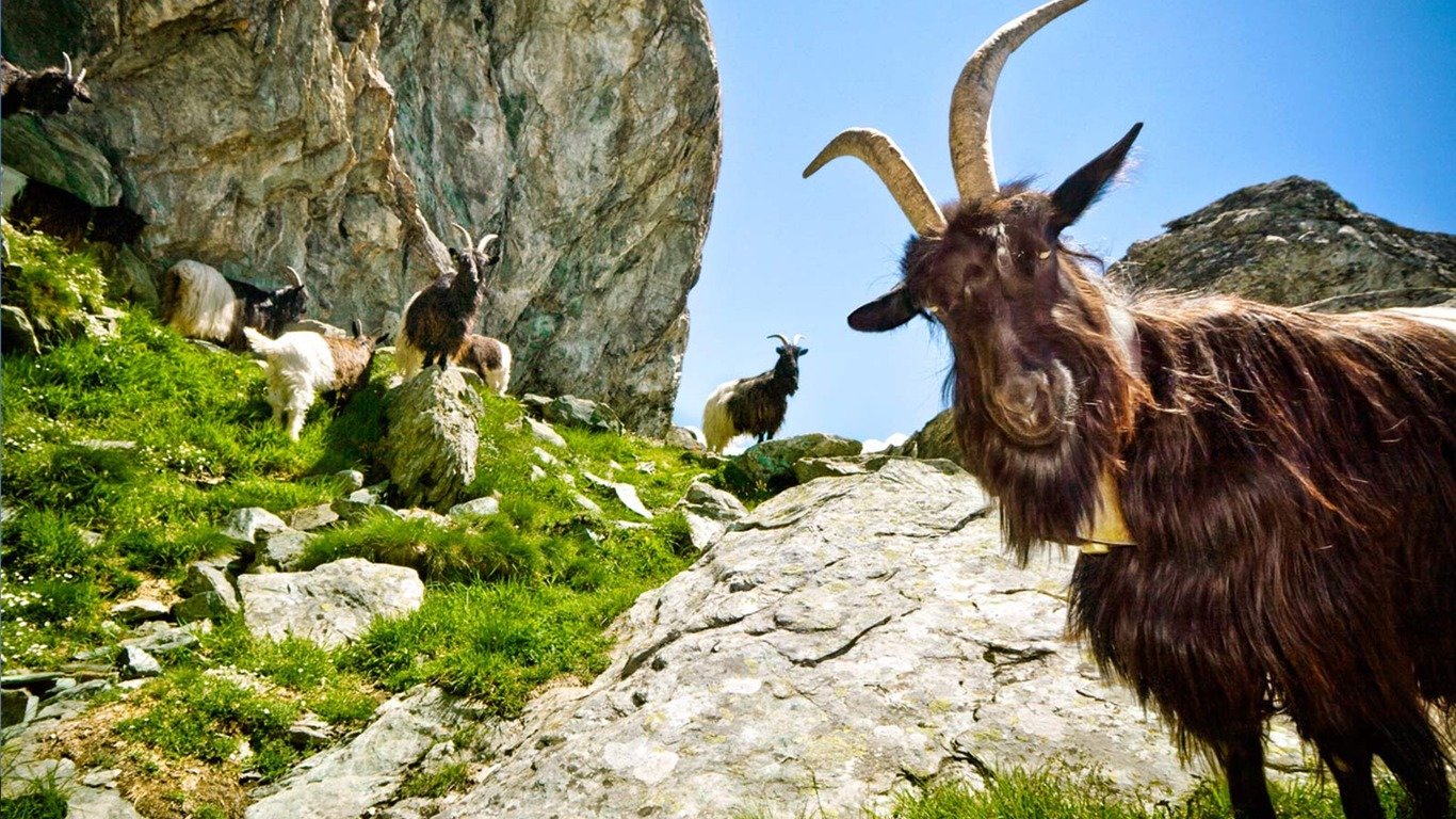 Awesome Goat free wallpaper ID:466774 for laptop PC