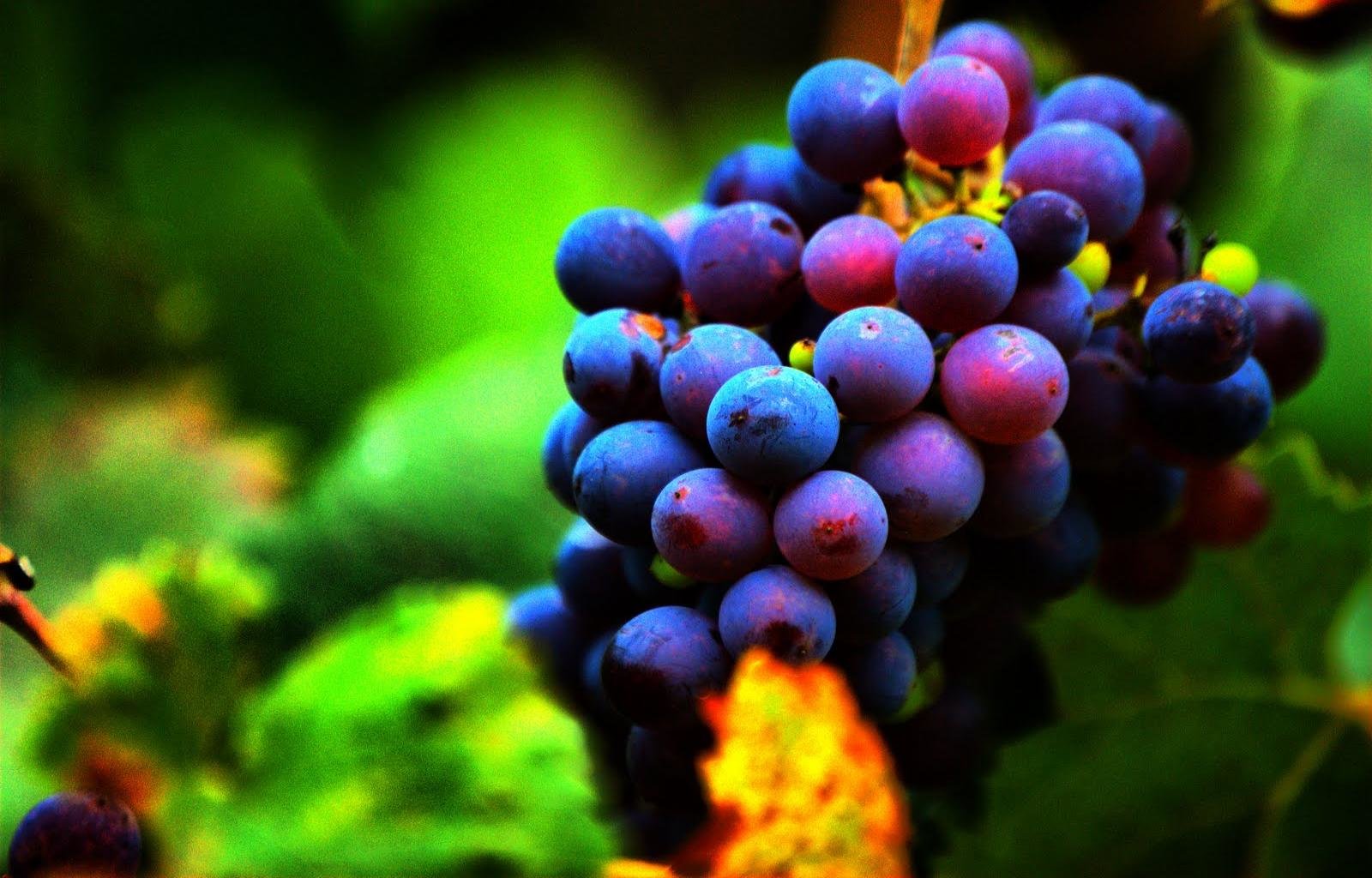 Free Grapes high quality background ID:420821 for hd 1600x1024 desktop