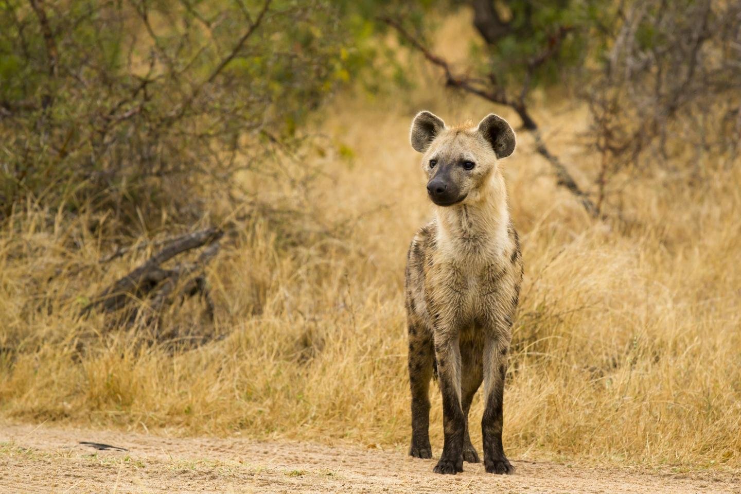 Free download Hyena wallpaper ID:239228 hd 1440x960 for computer