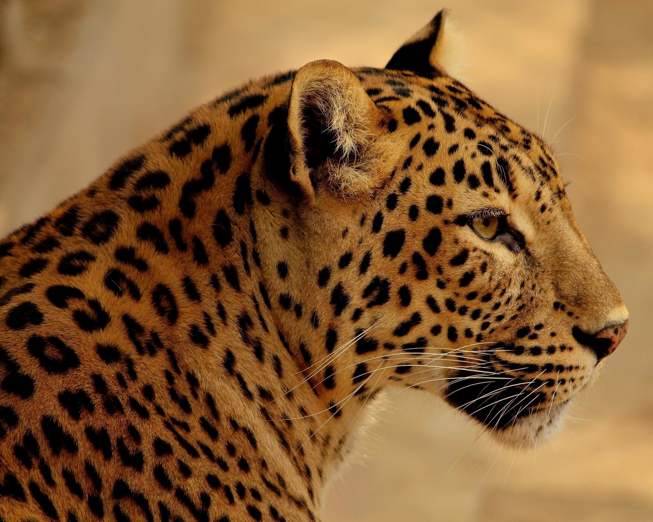 Download hd 2560x2048 Leopard PC background ID:448294 for free