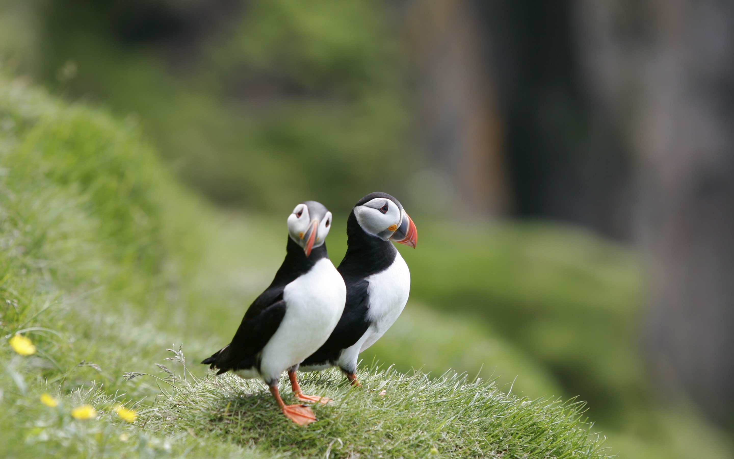 Free Puffin high quality background ID:193168 for hd 2880x1800 desktop