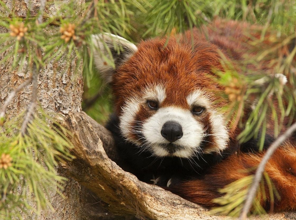 Download hd 1120x832 Red Panda PC wallpaper ID:64050 for free