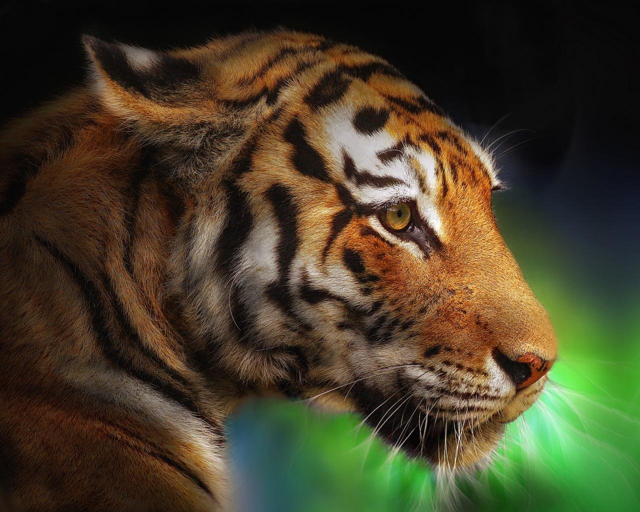 Best Tiger background ID:115959 for High Resolution hd 1280x1024 computer