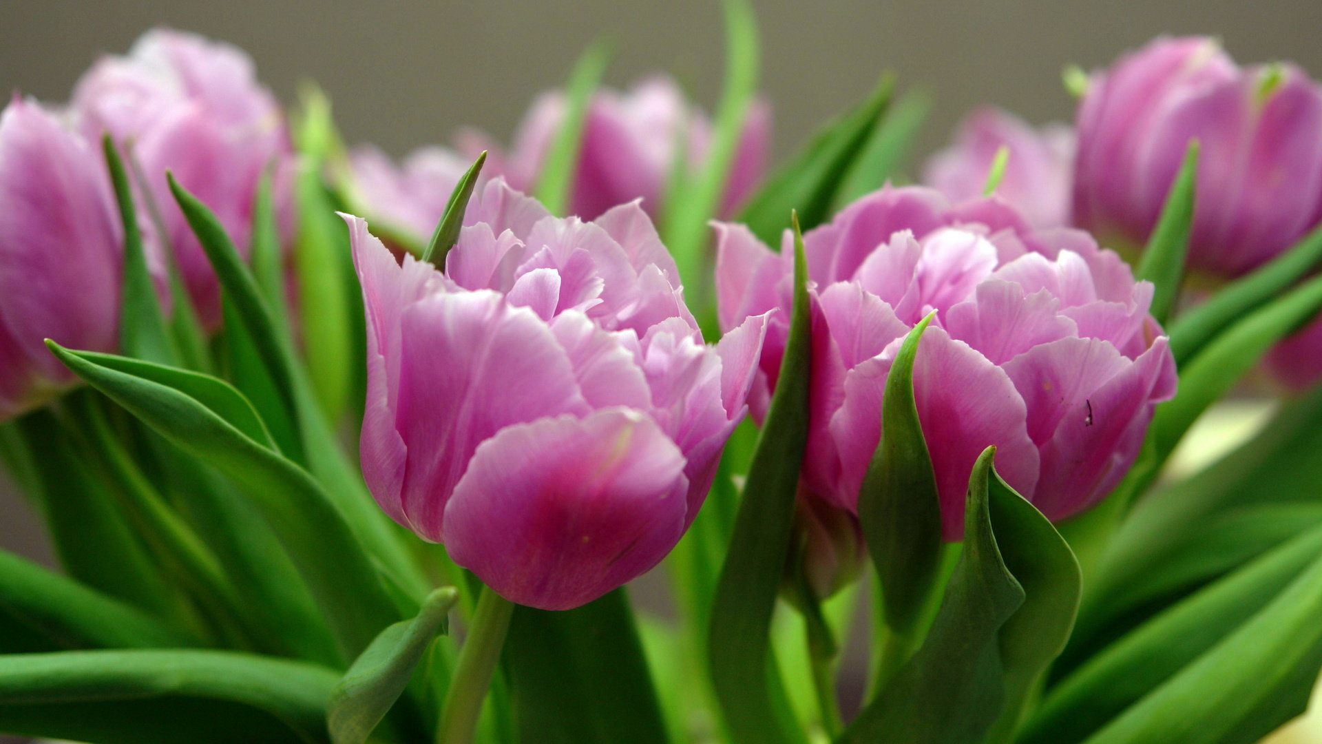 High resolution Tulip full hd background ID:157411 for PC