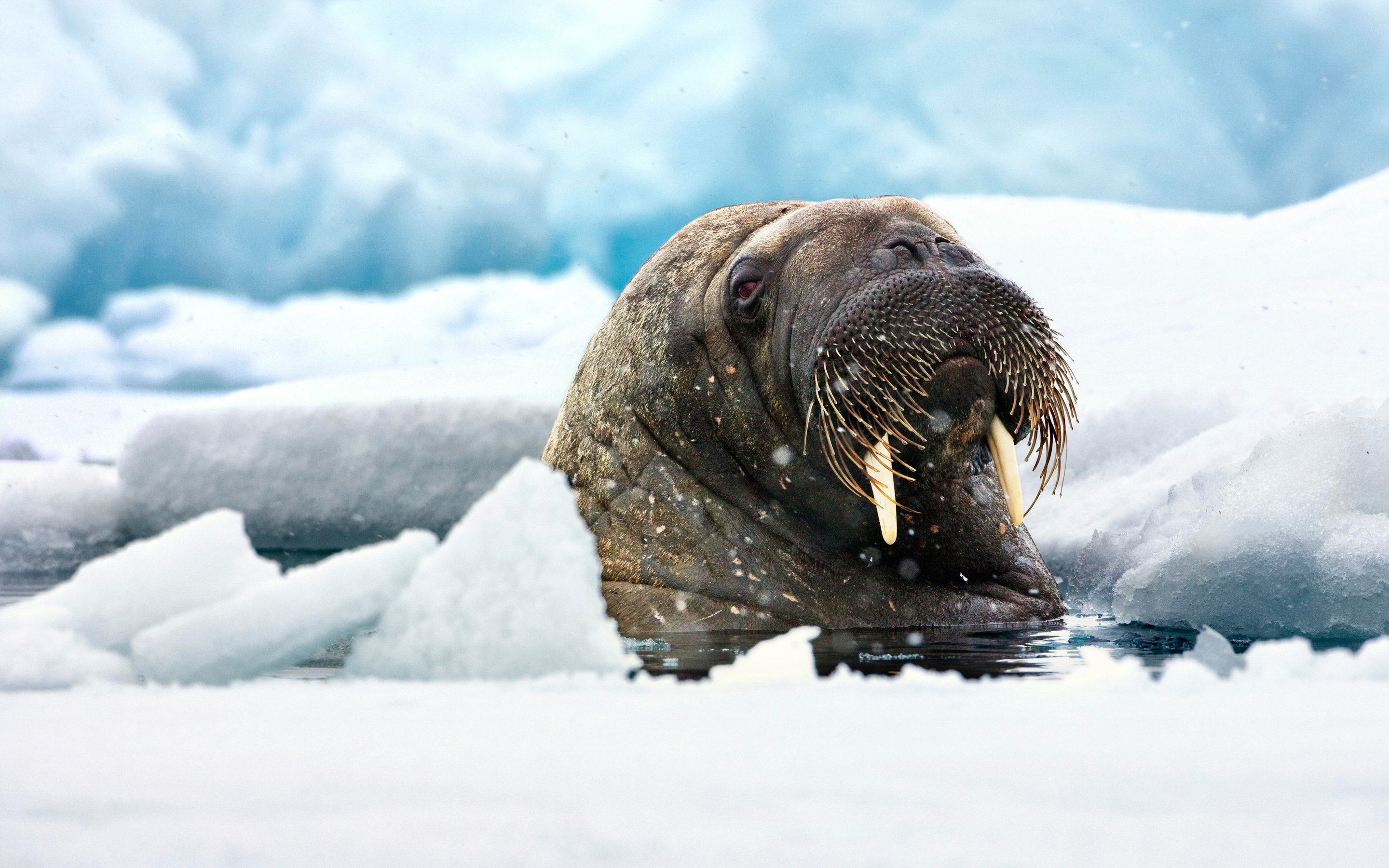Awesome Walrus free background ID:394828 for hd 2880x1800 desktop