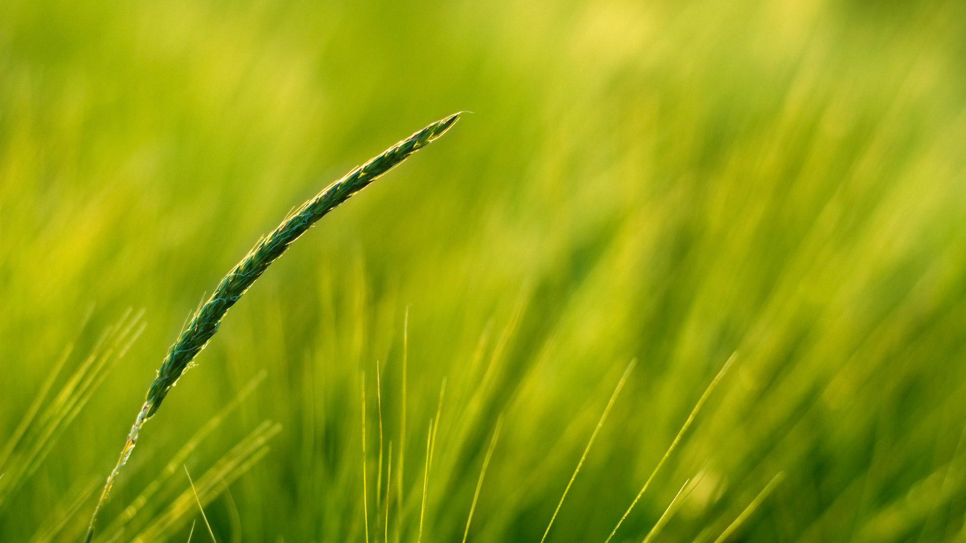 Awesome Wheat free wallpaper ID:391873 for hd 1920x1080 desktop
