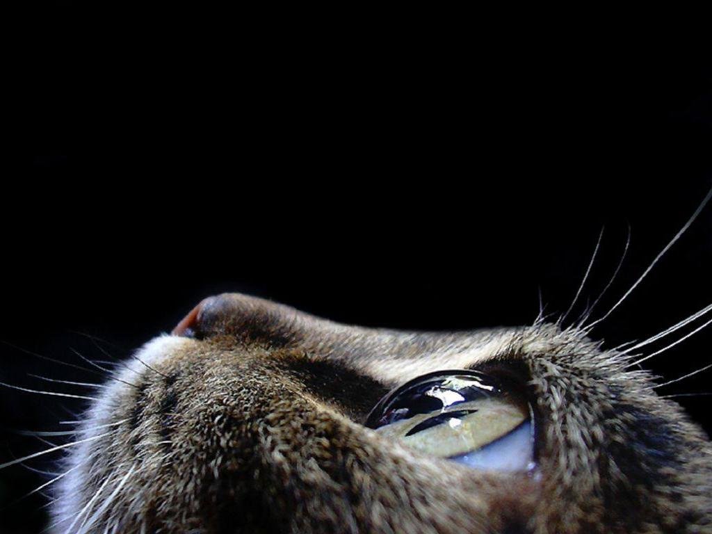 High resolution Cat hd 1024x768 wallpaper ID:429779 for computer