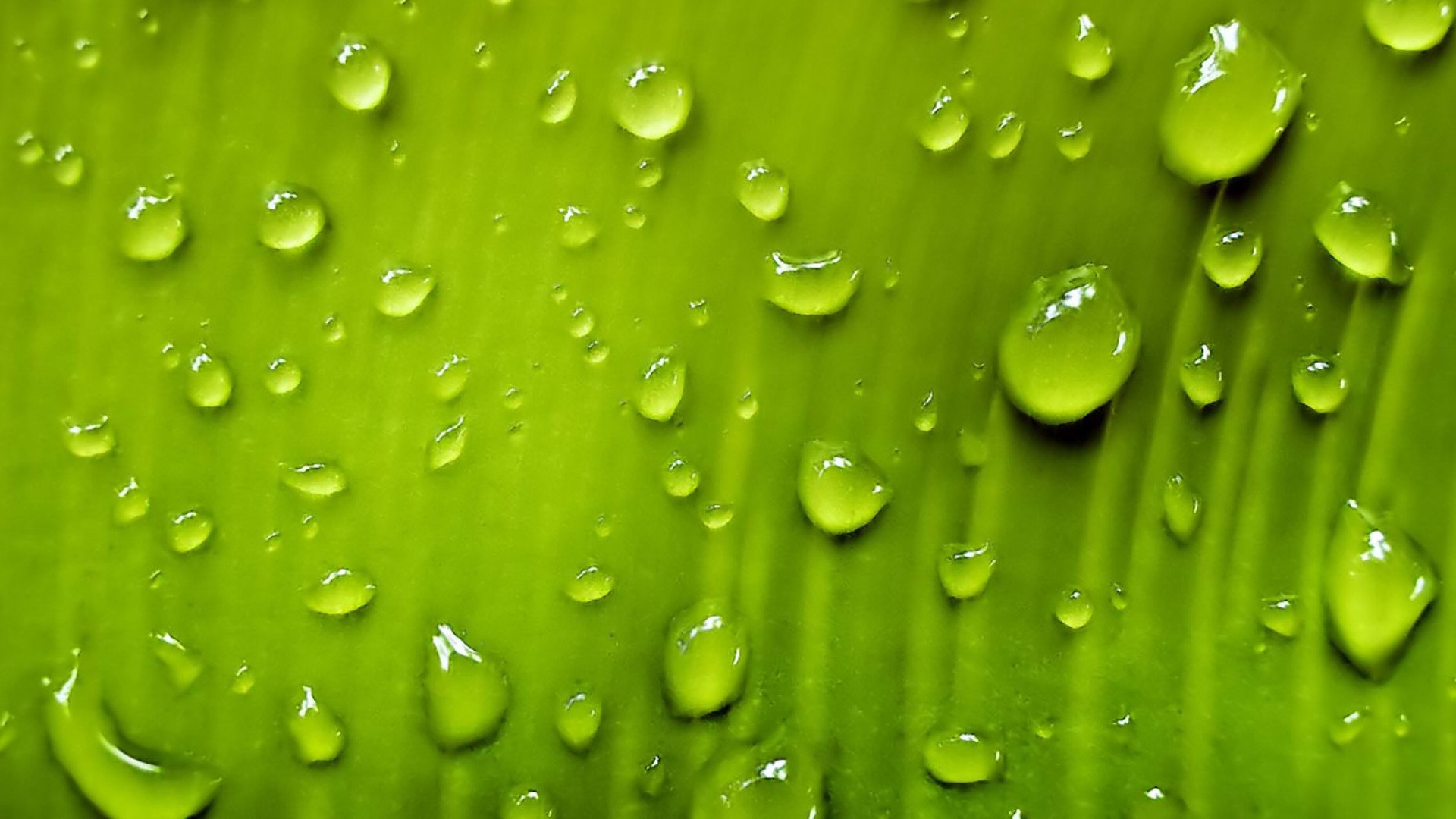Free Water Drop high quality background ID:430414 for hd 1920x1080 PC