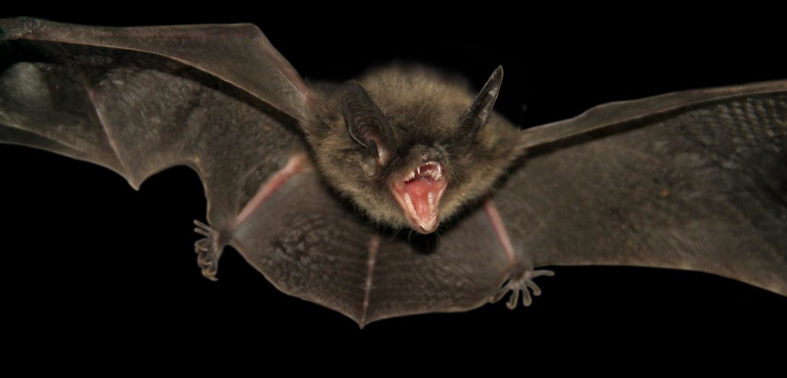High resolution Bat hd 1600x768 background ID:353121 for PC