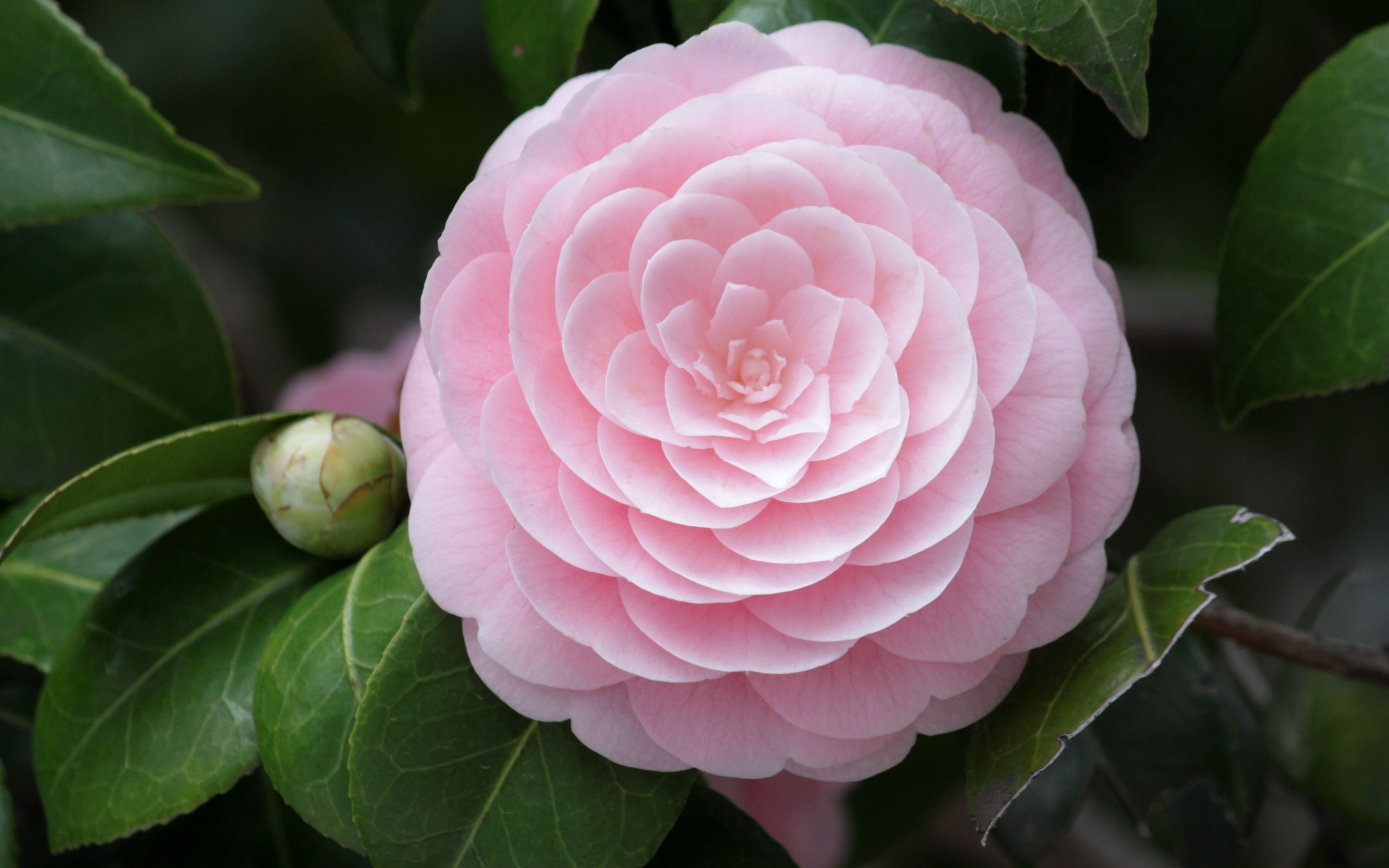 High resolution Camellia hd 2880x1800 background ID:189475 for PC