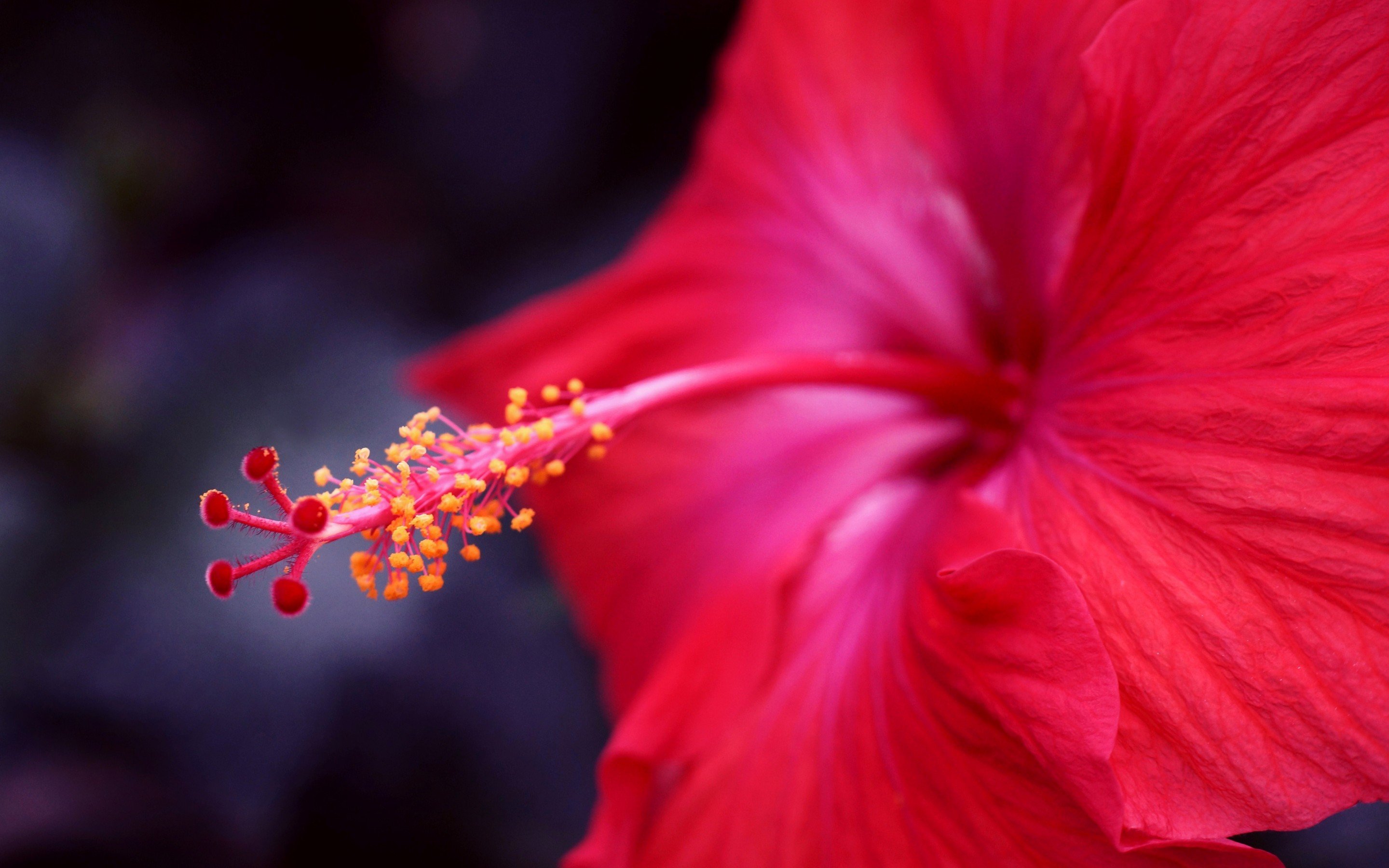 Best Hibiscus background ID:24427 for High Resolution hd 2880x1800 computer