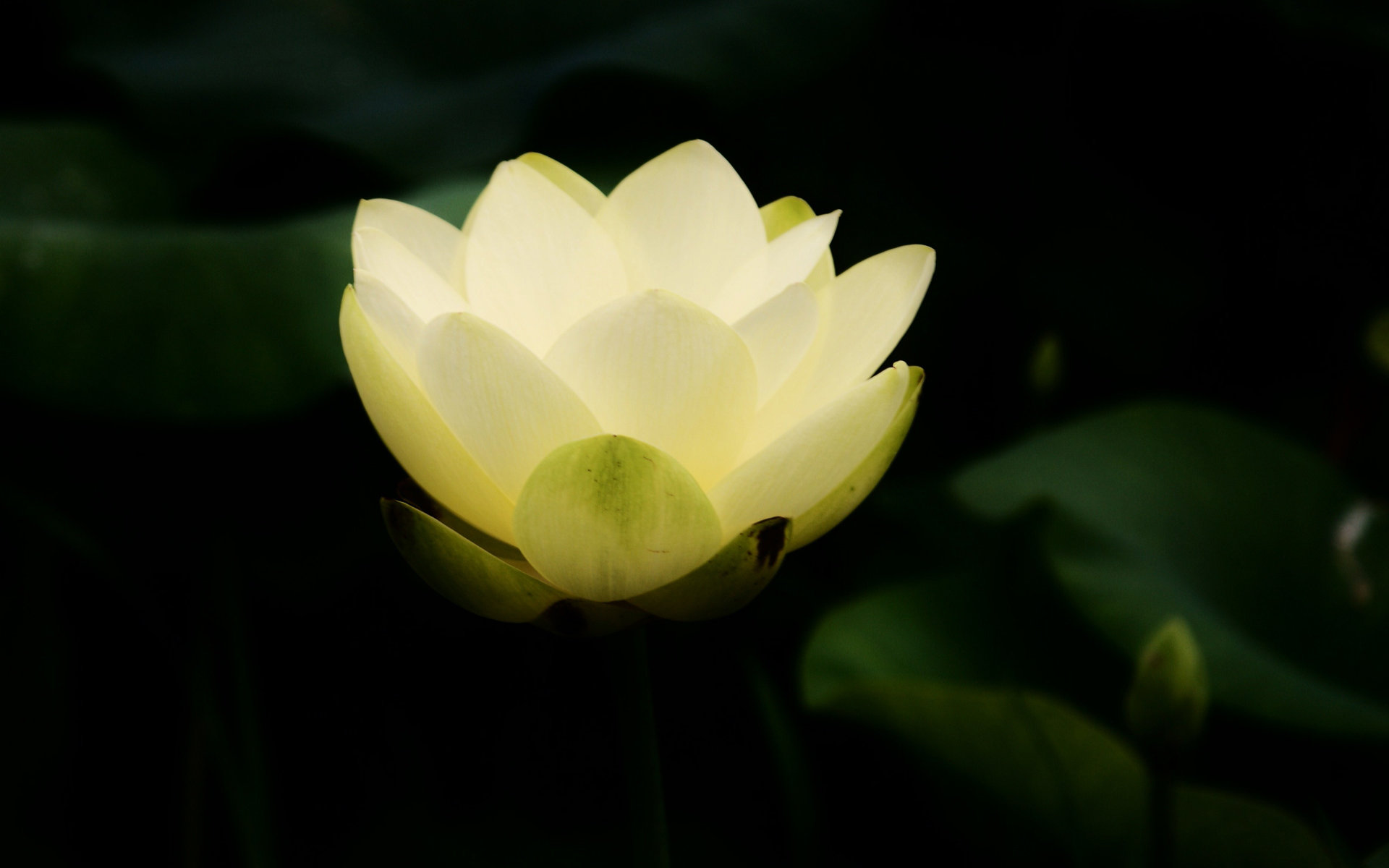 Free download Lotus flower background ID:48407 hd 1920x1200 for computer