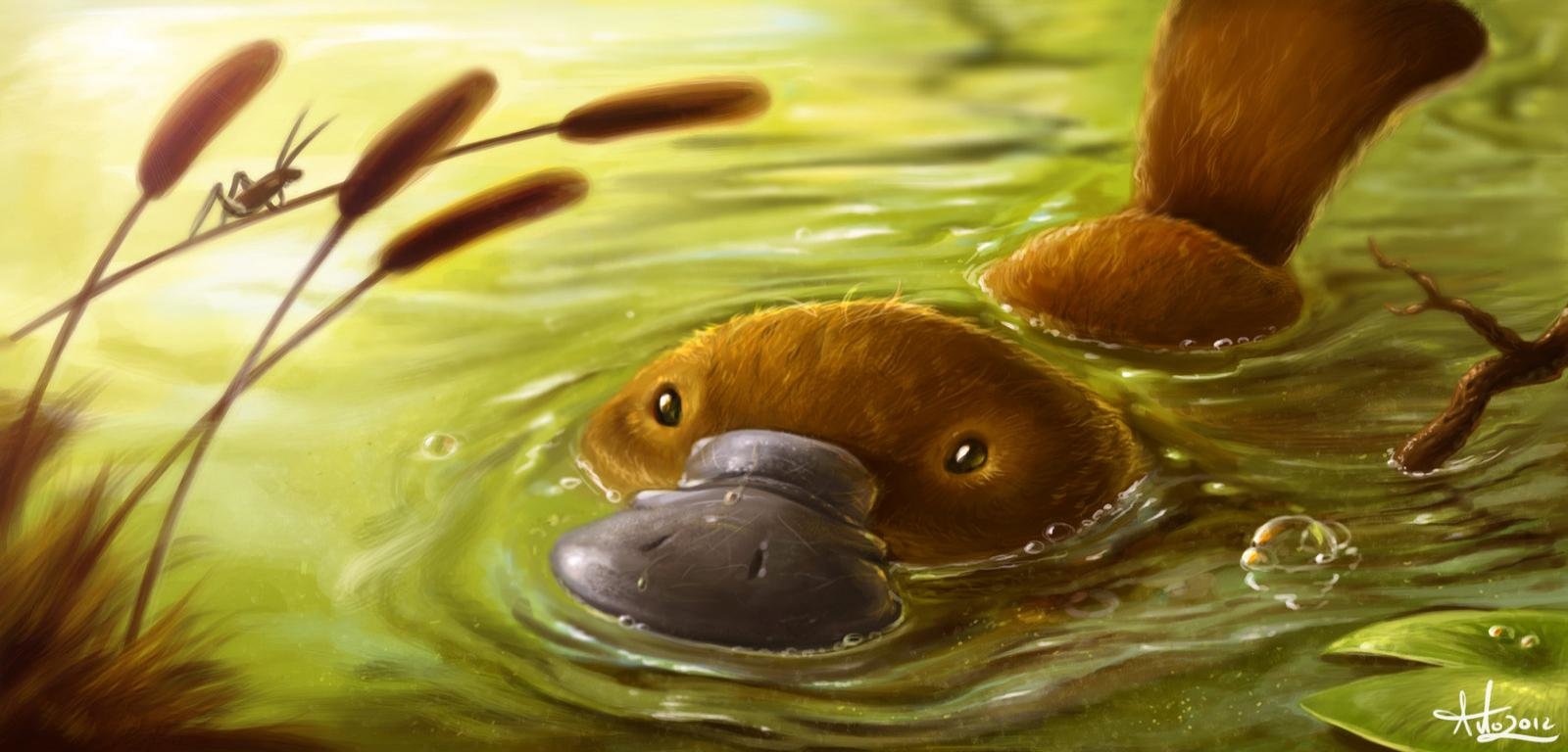 Free Platypus high quality background ID:274586 for hd 1600x768 computer