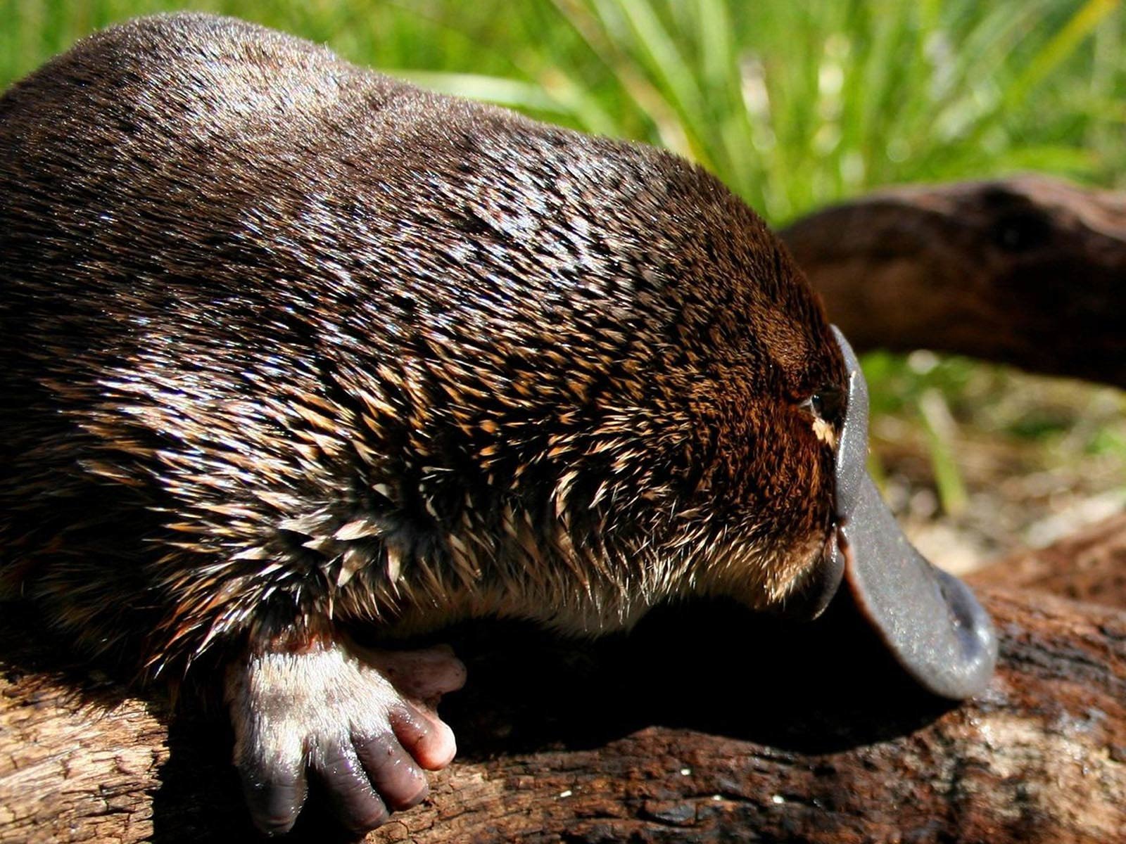 Download hd 1600x1200 Platypus computer wallpaper ID:274588 for free